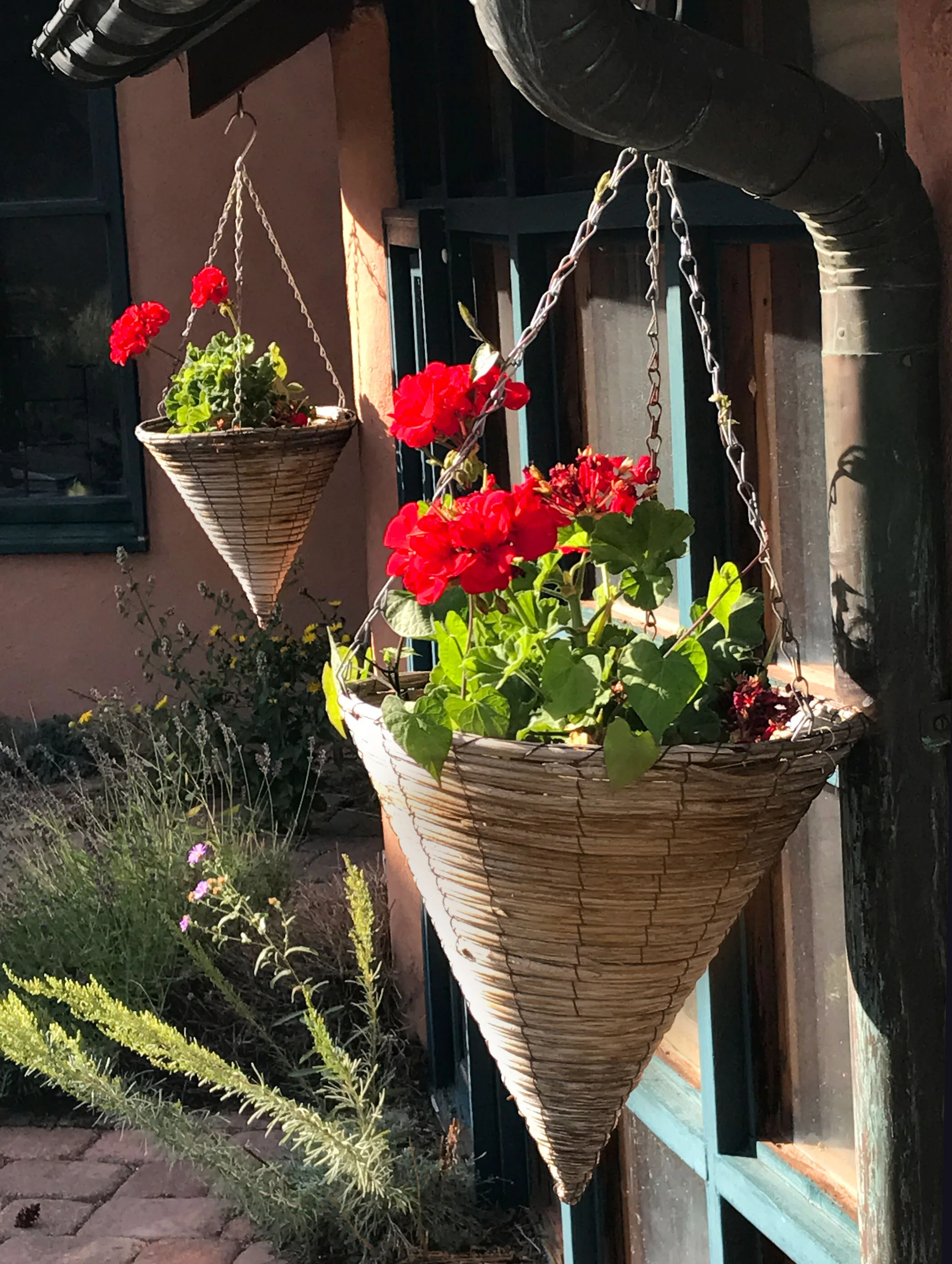 geraniums-in-cone-baskets-OP.jpg