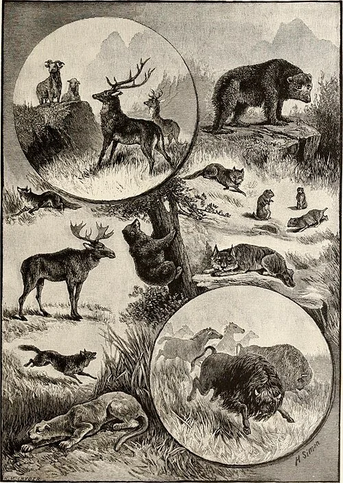 Nineteenth-century illustration showing iconic western wildlife in the San Juan Mountains as presented to Eastern audiences