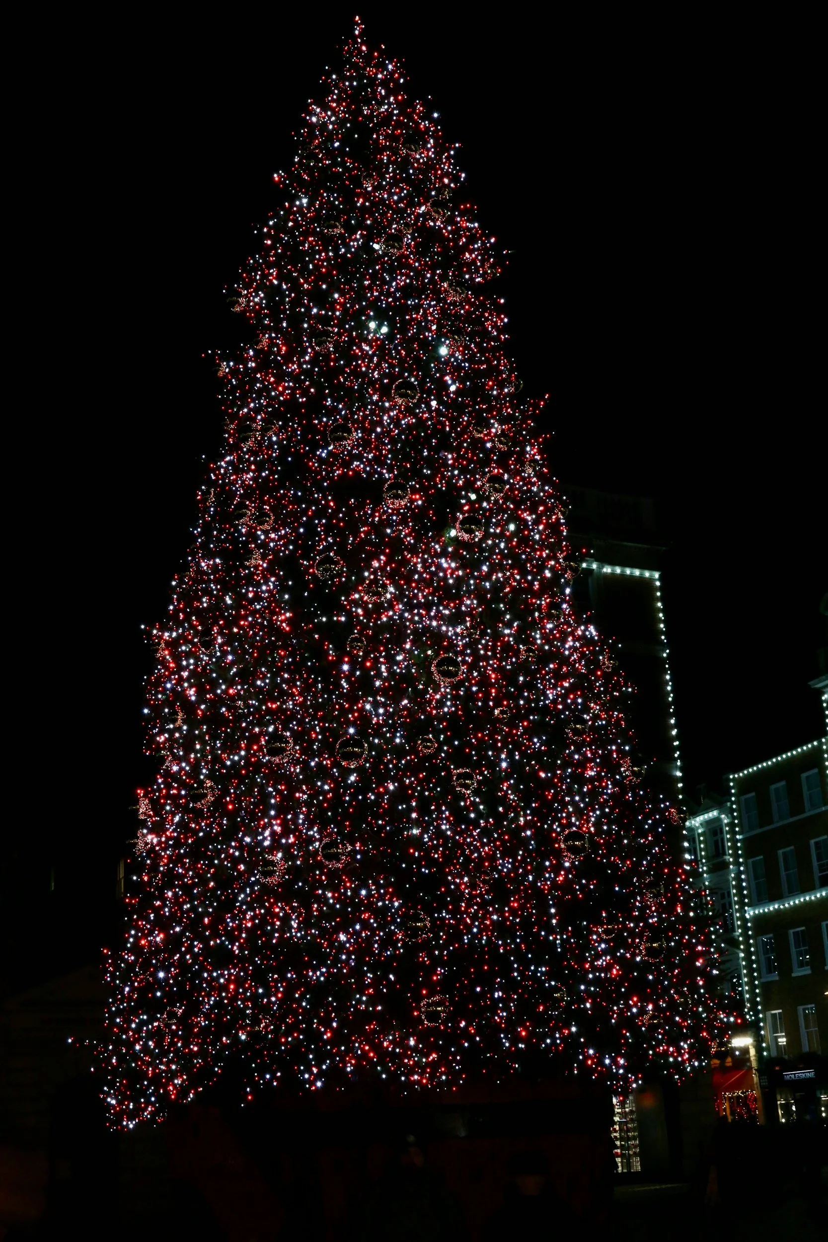 Christmas Tree lit up