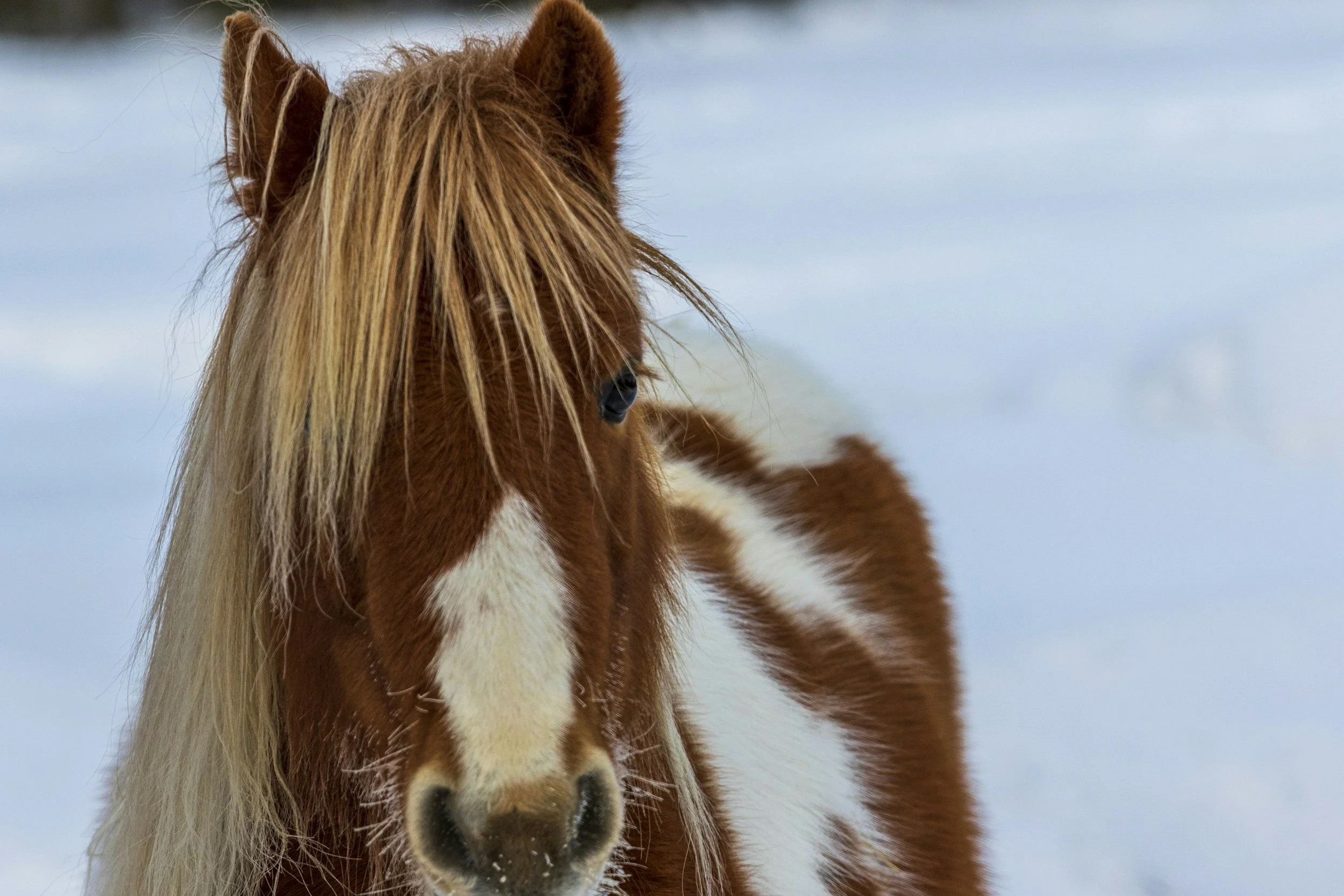 Mini Horse in the snow