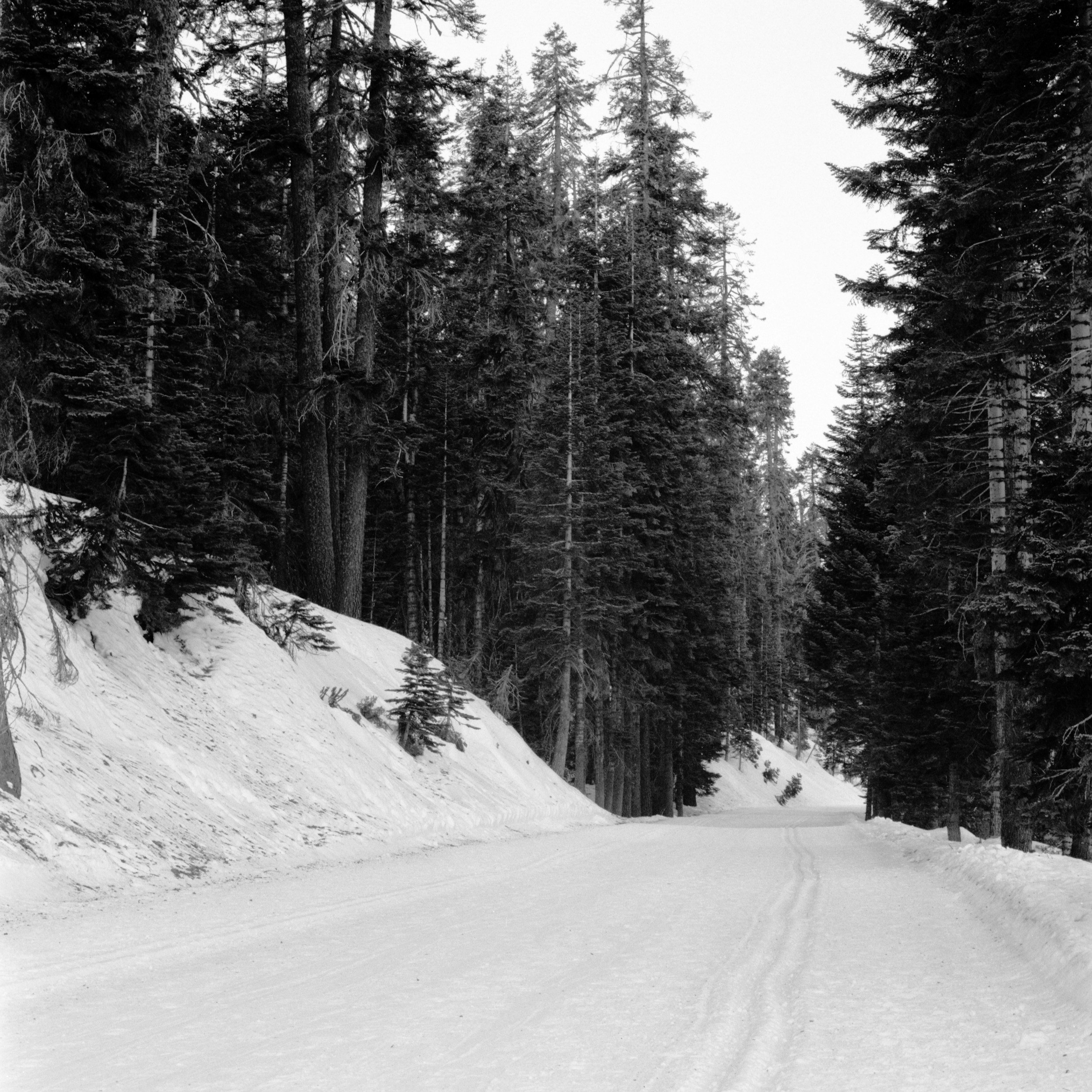 Sow covering the road over lines of pine trees