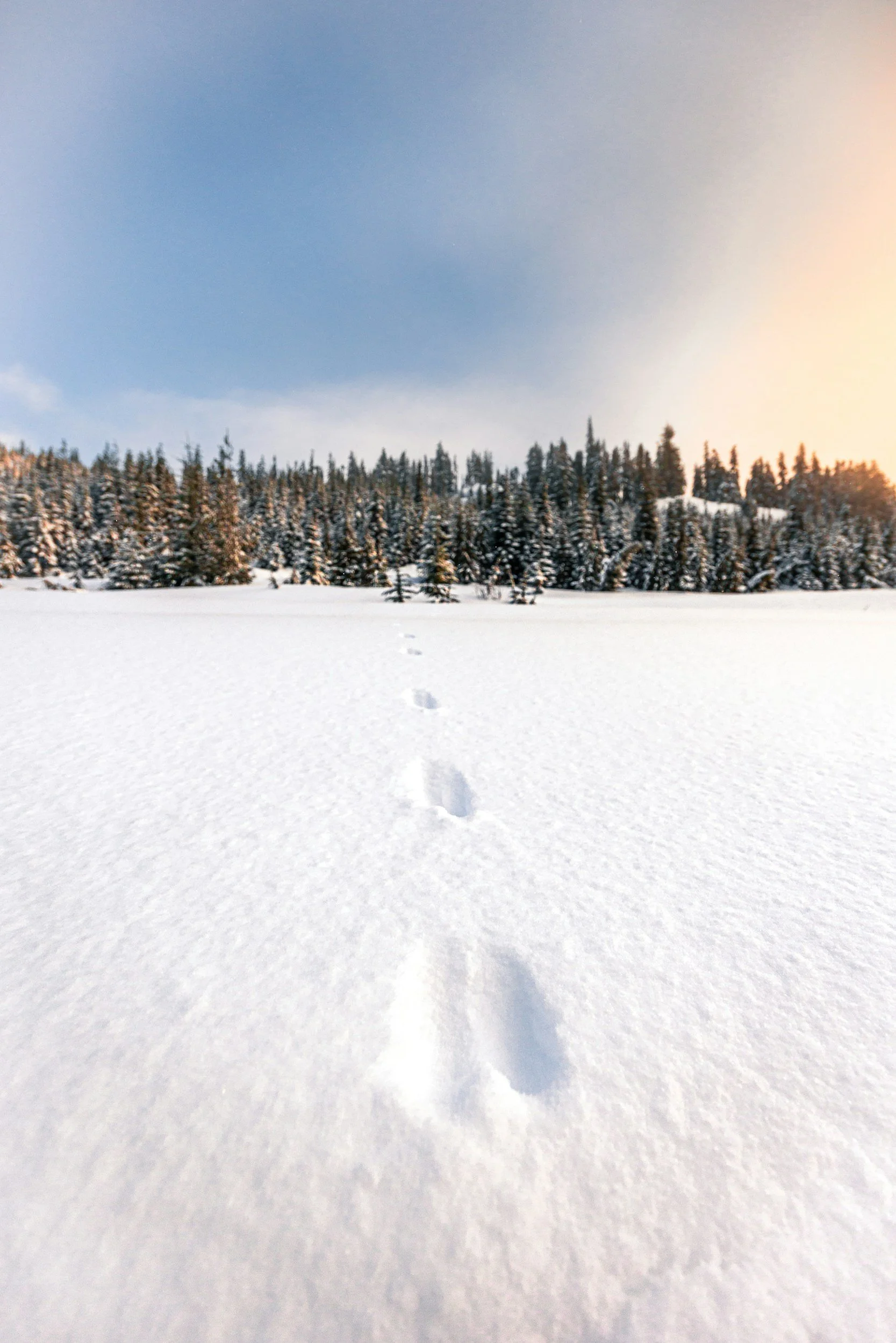 tracks in the snow