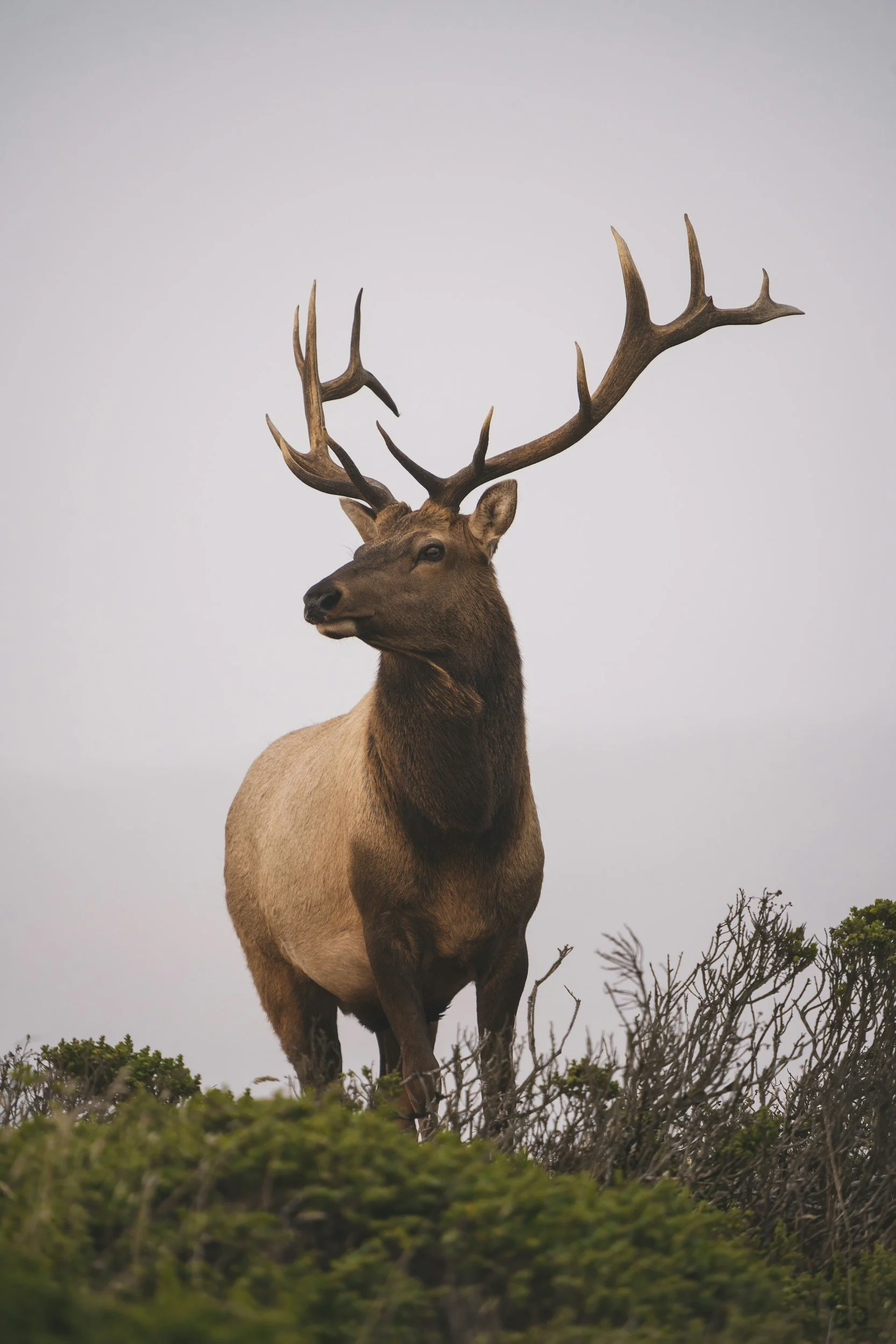 Bull
