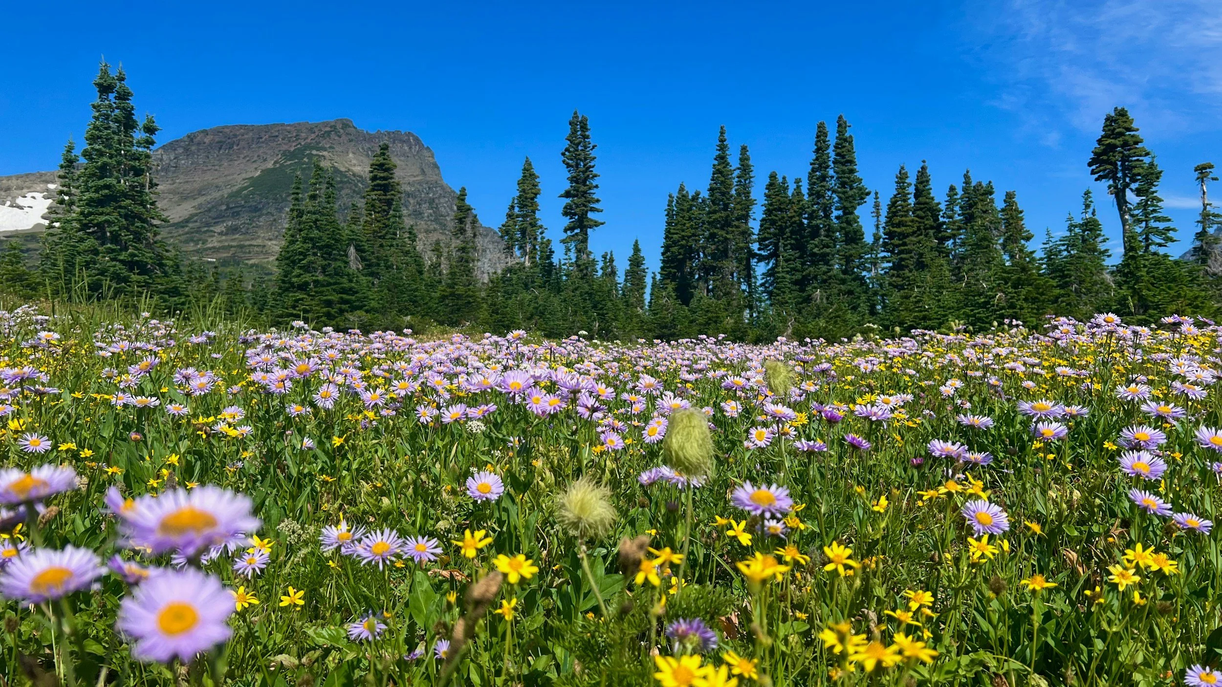 Wildflower field in the mountains