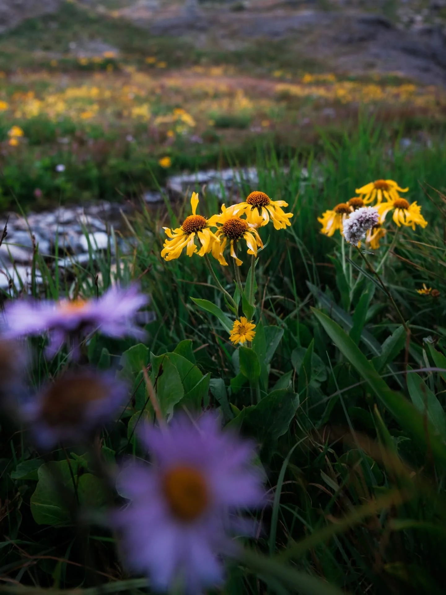 Yellow flowers near stream in Ouray Colorado