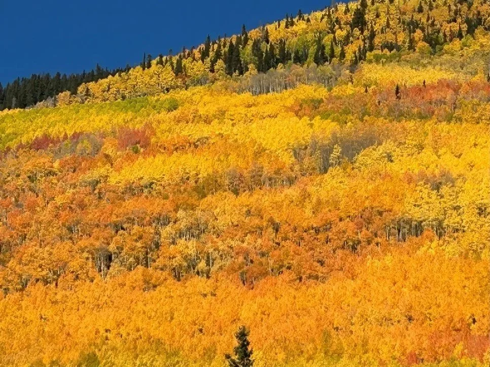 Dense aspen forest in peak fall color with vivid golden leaves filling the scene in the San Juan Mountains