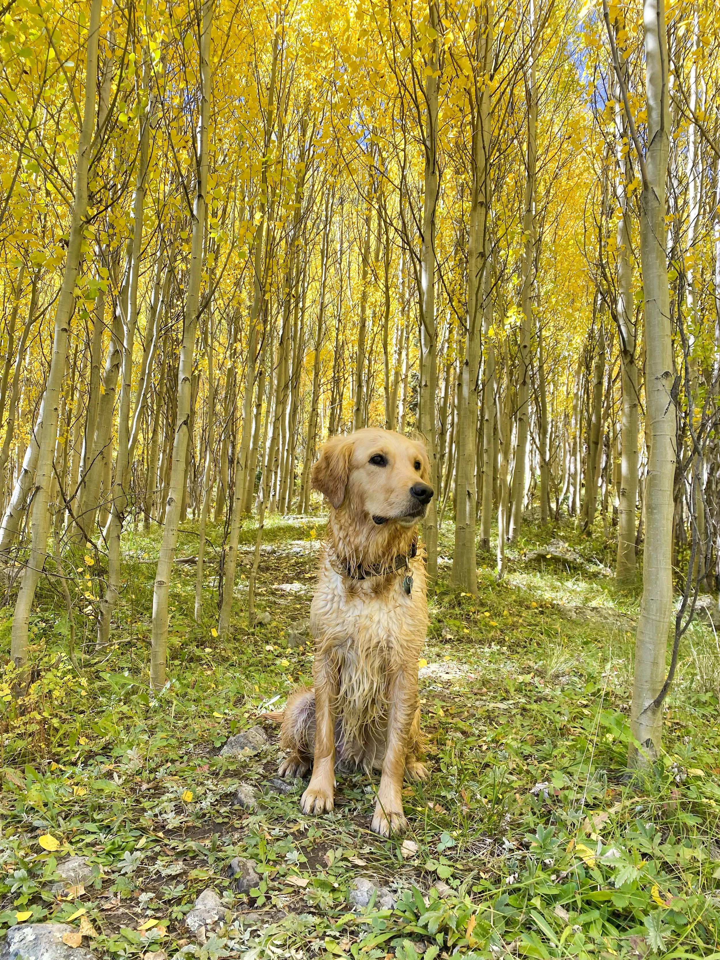Dog in the fall trees