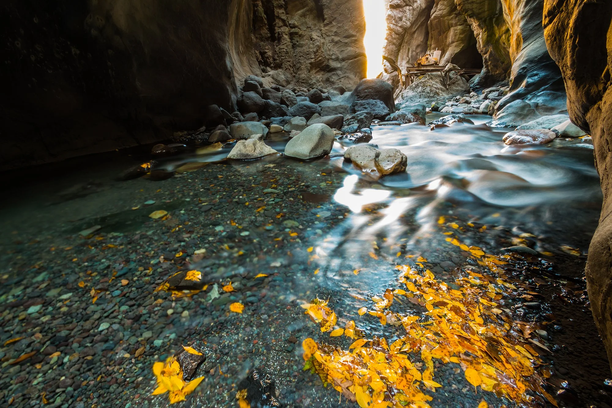 Orange leaves float in a pool of water in a narrow canyon.