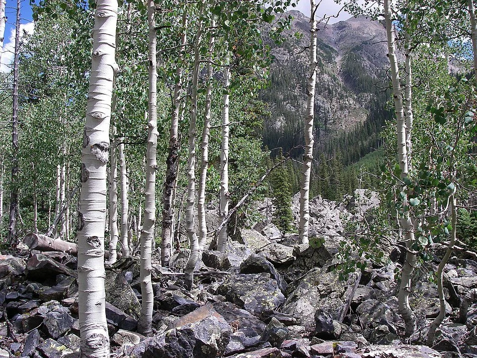 Aspen trees across the Weminuche Wilderness in the San Juan Mountains of Colorado