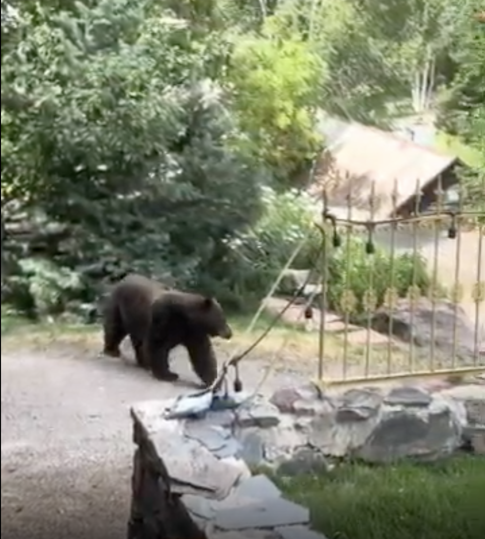Bear in Ouray