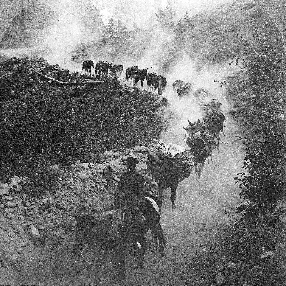 Burro train carrying gold and supplies from the mines near Ouray, Colorado, in the San Juan Mountains.