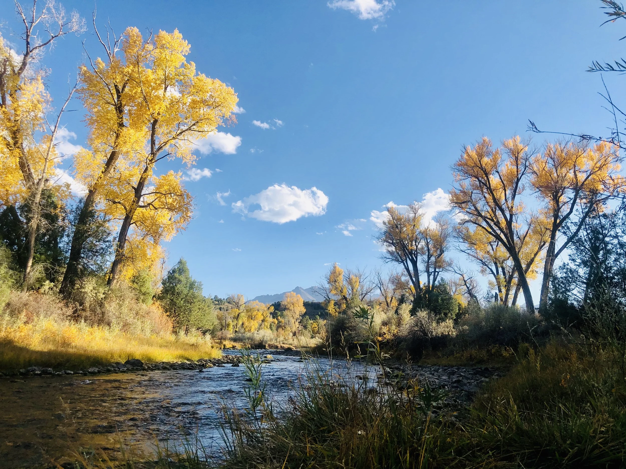Uncompahgre River in Fall