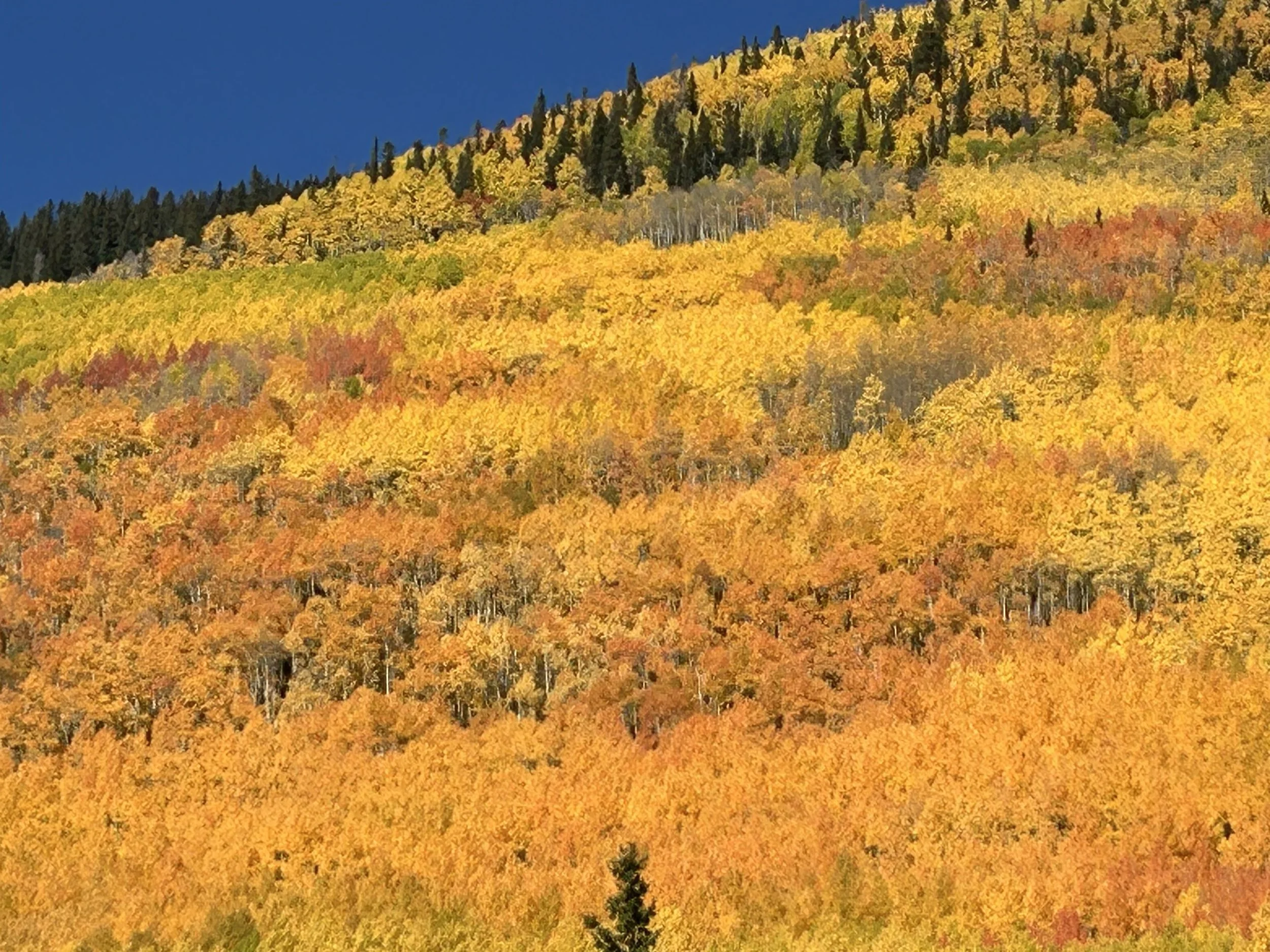 Autumn aspen color along the Million Dollar Highway in Colorado