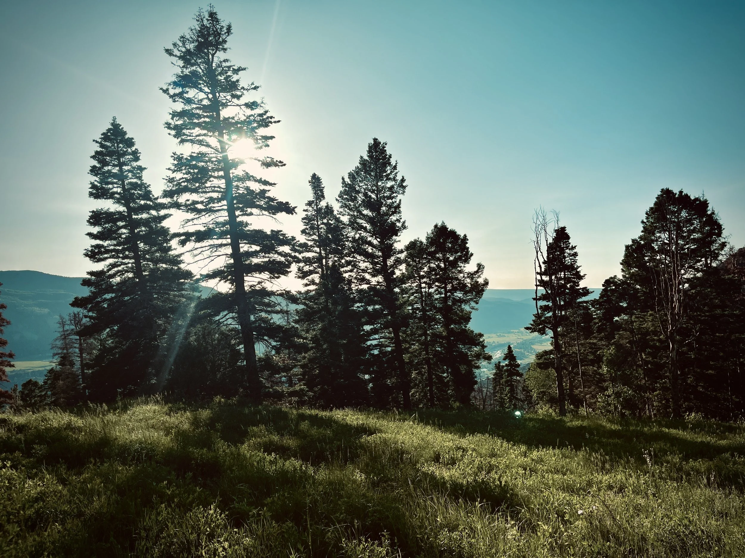 Meadow on Horsetheif