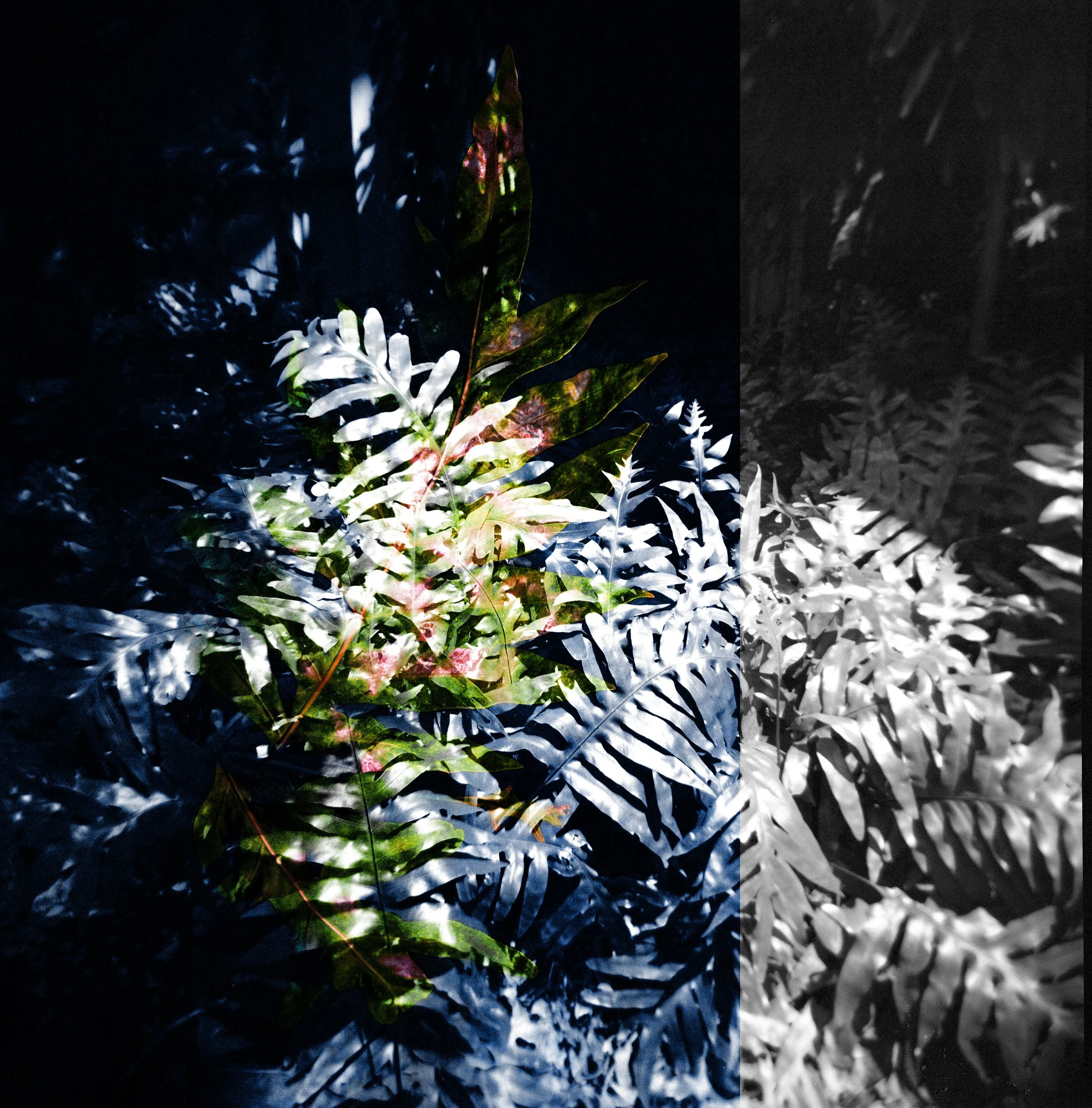 Forest Memory, January 18, 2026