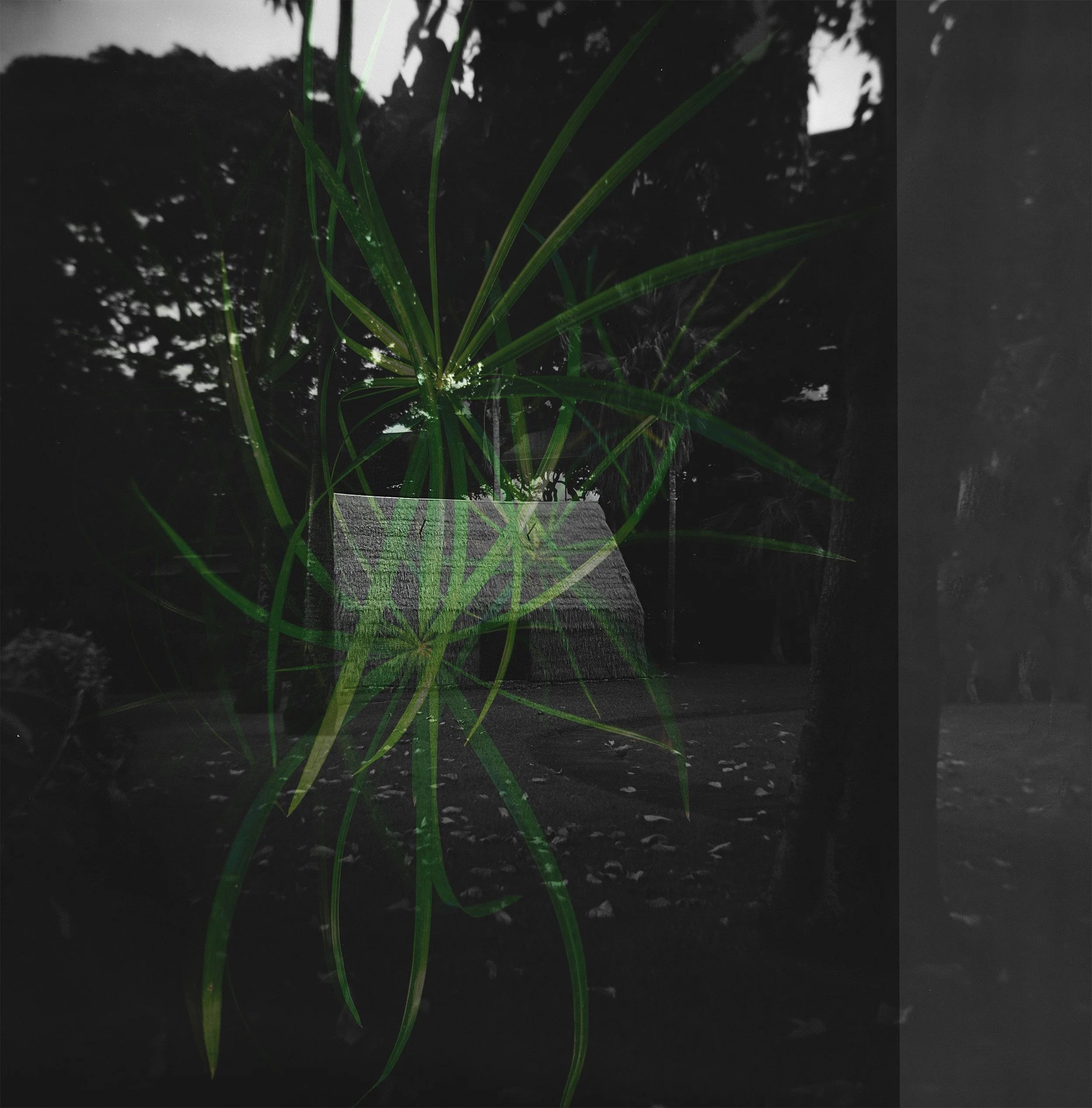 Hala: The Living Thread, November 10, 2026