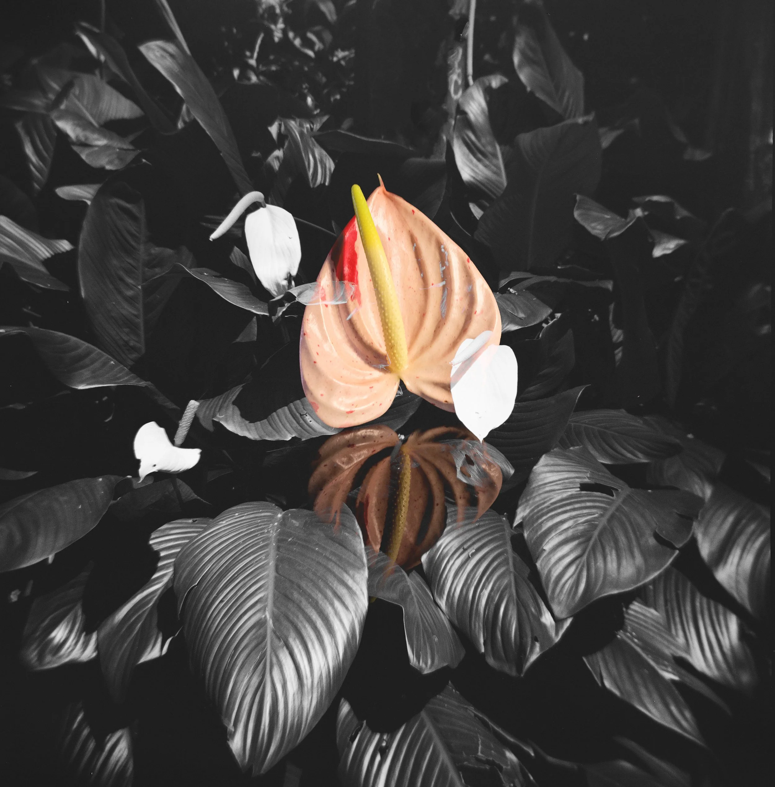Anthurium of Mānoa, February 28, 2026