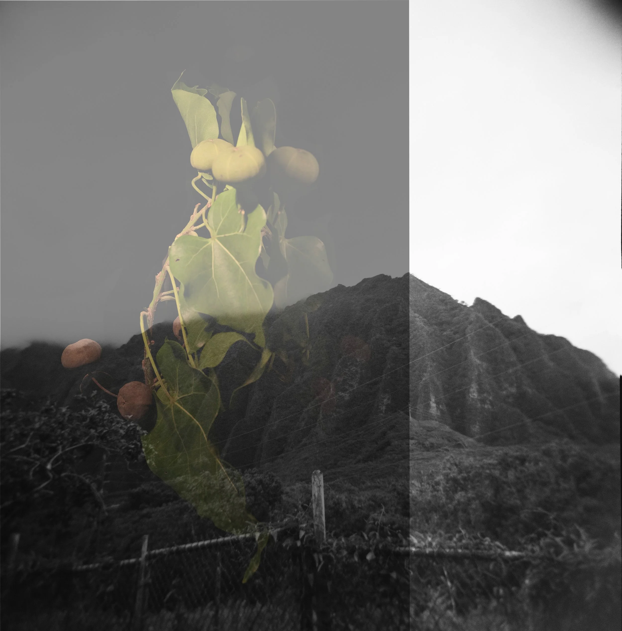 LĀ ʻAU: PLANTS, PLACE, AND MEMORY