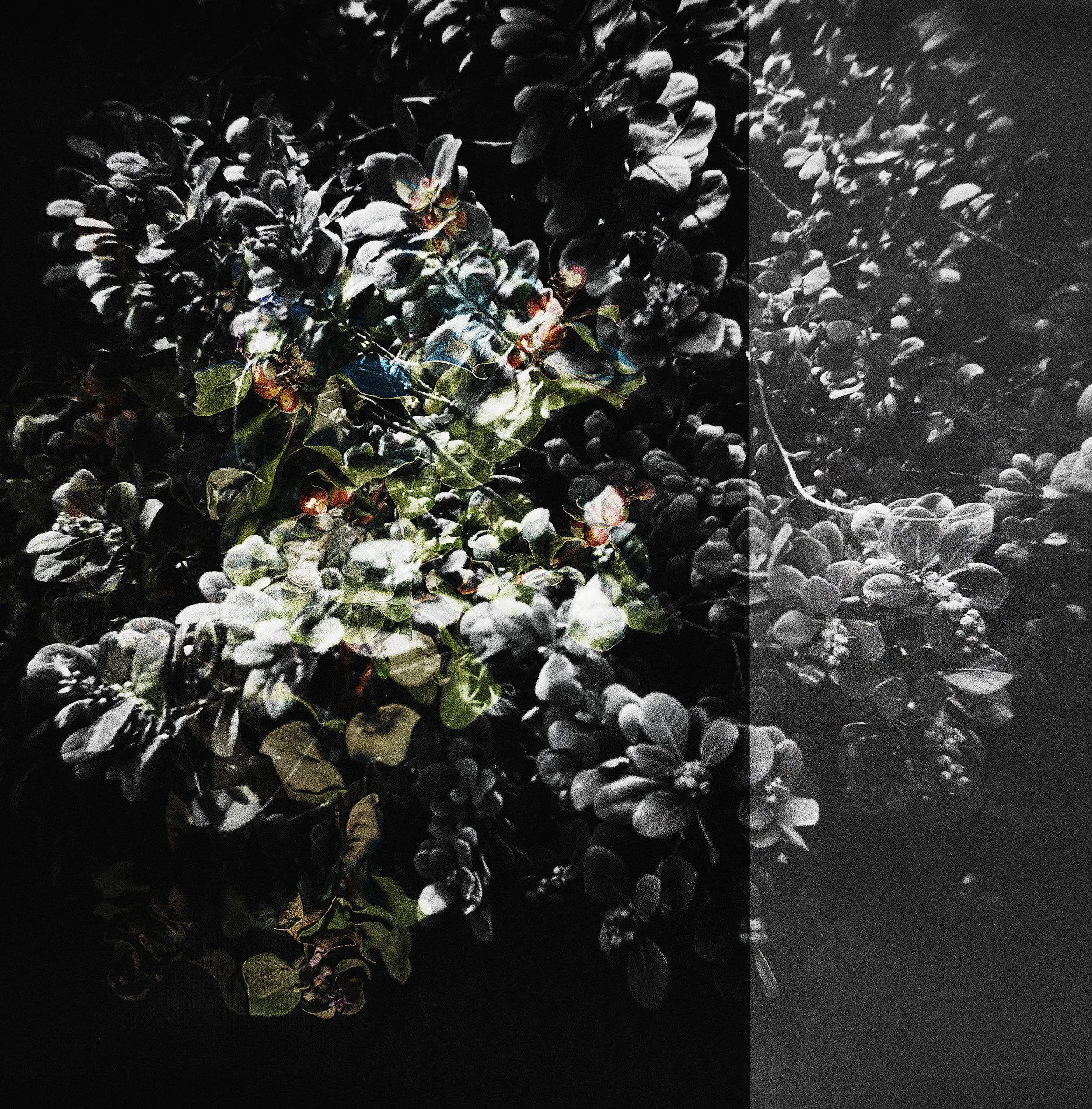 Quiet Strength: Pōhinahina, November 2, 2026