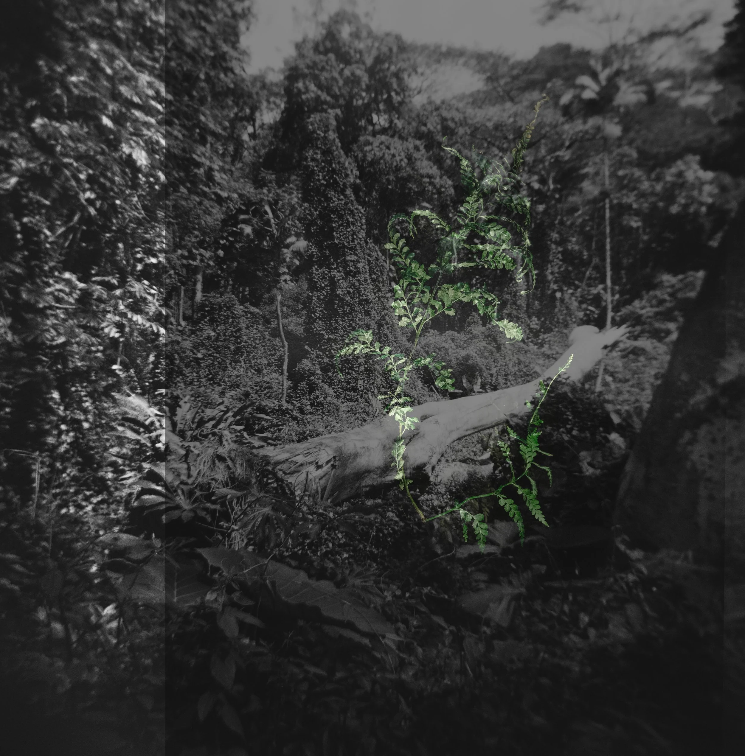 Palaʻa of Mānoa, March 28, 2026