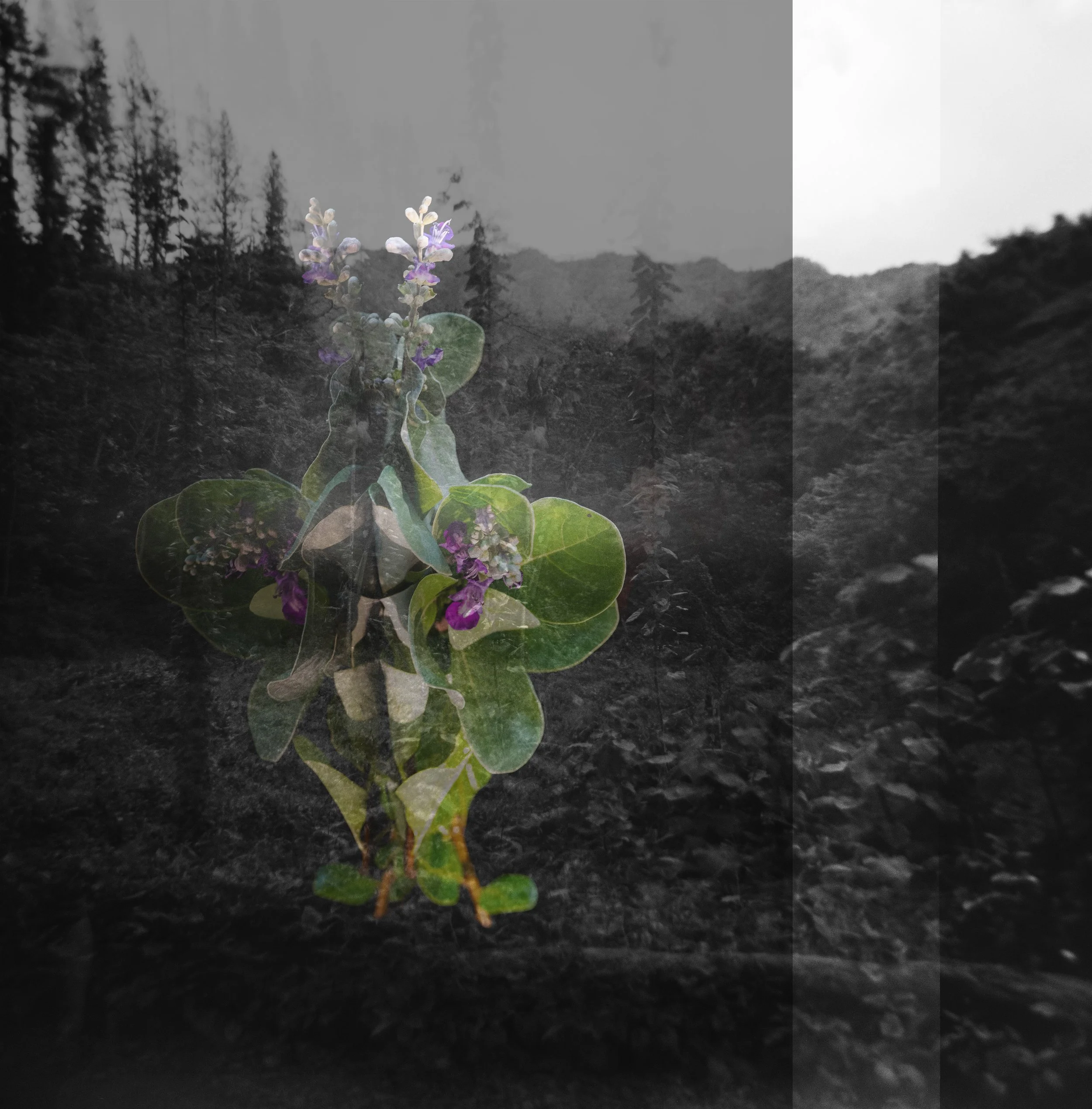 Pōhinahina of Mānoa, March 8, 2026