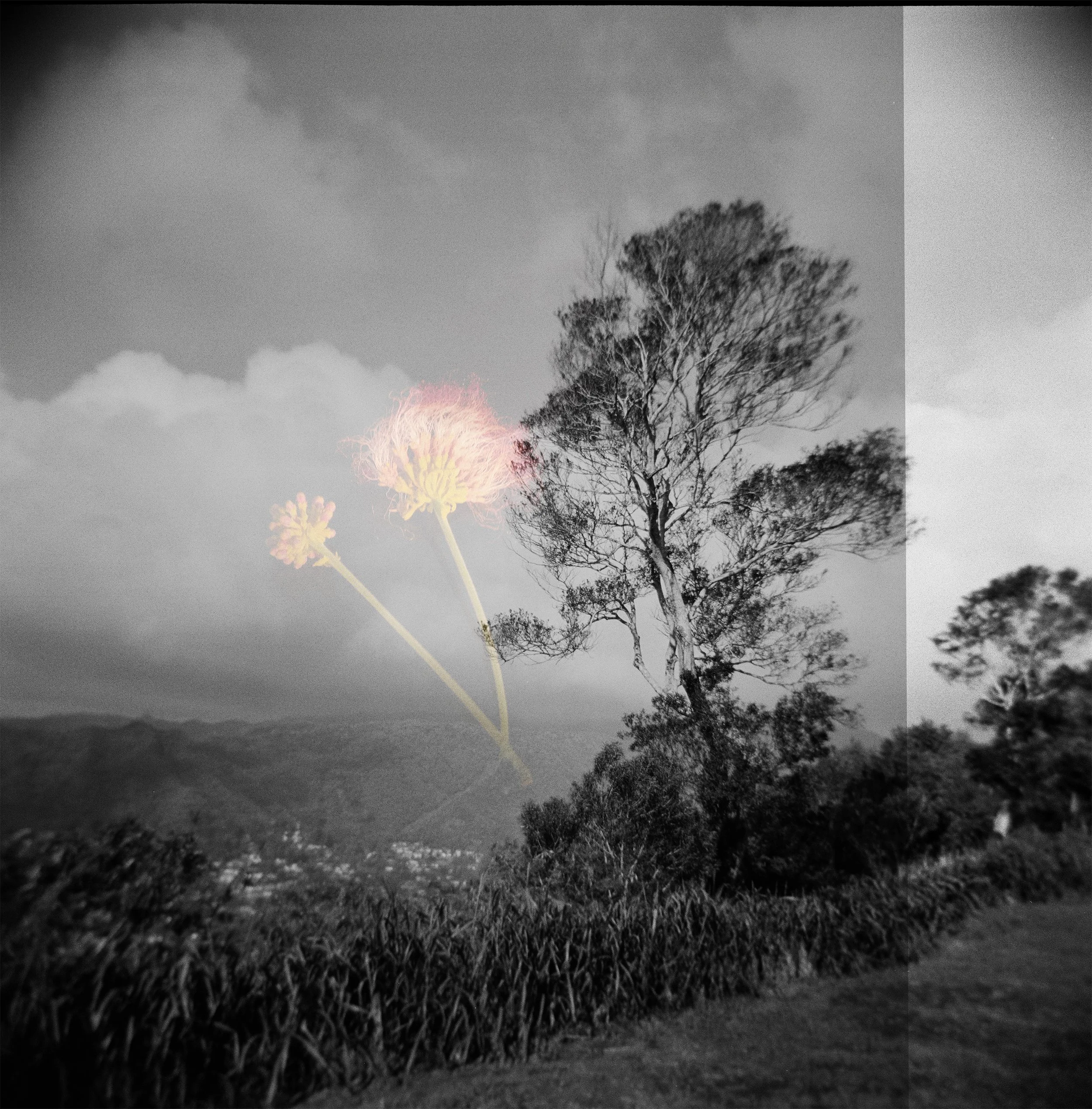 Ōhi‘a Lehua on the Ridge, November 17, 2025