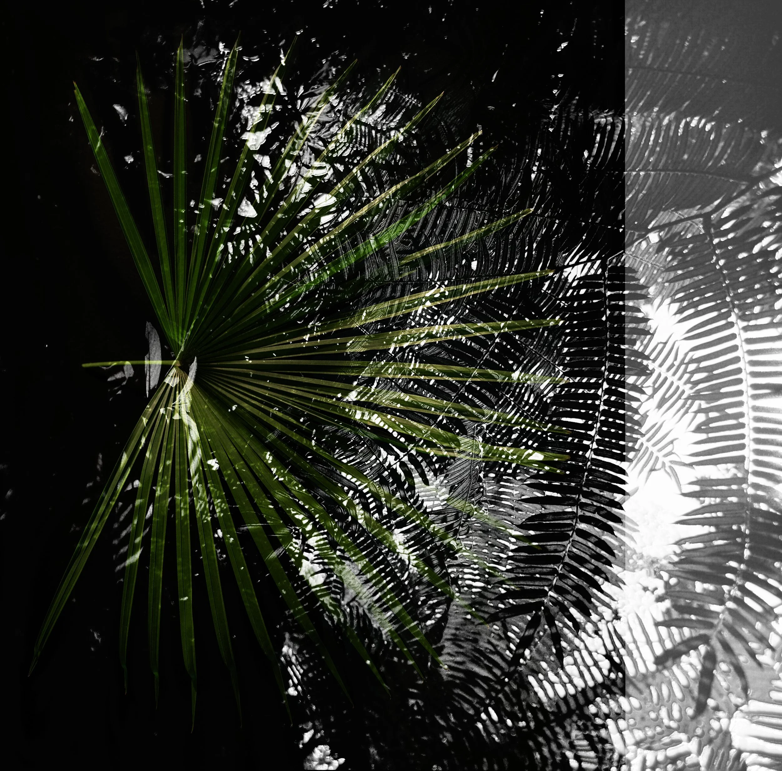 ʻŌhiʻa at Mānoa Falls, February 28, 2026