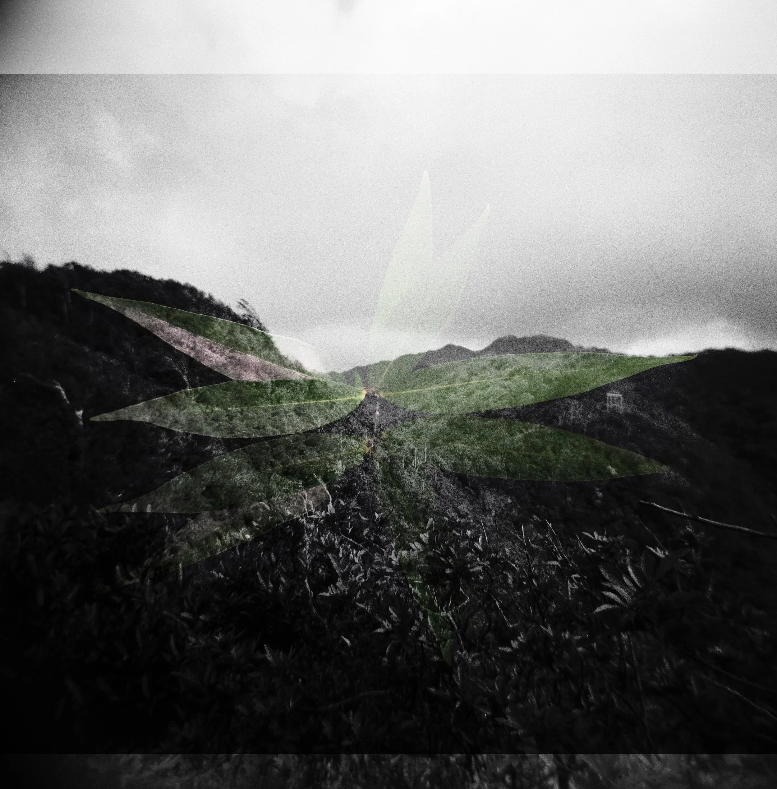 Waʻahila Ridge, March 15, 2026