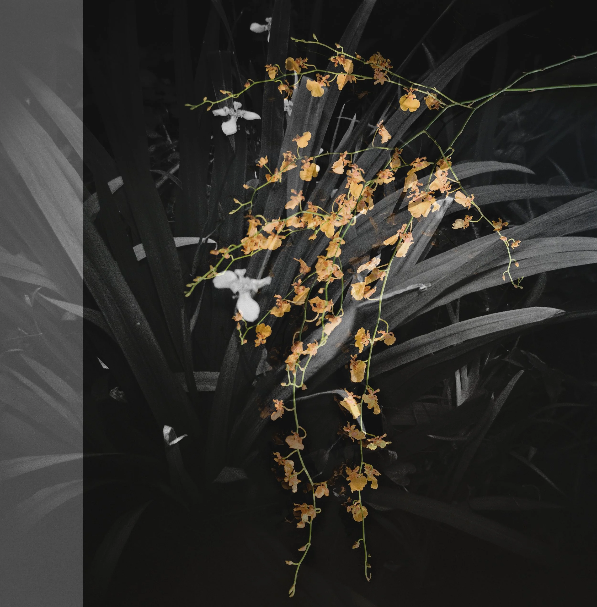 City of Flowers, March 20, 2026