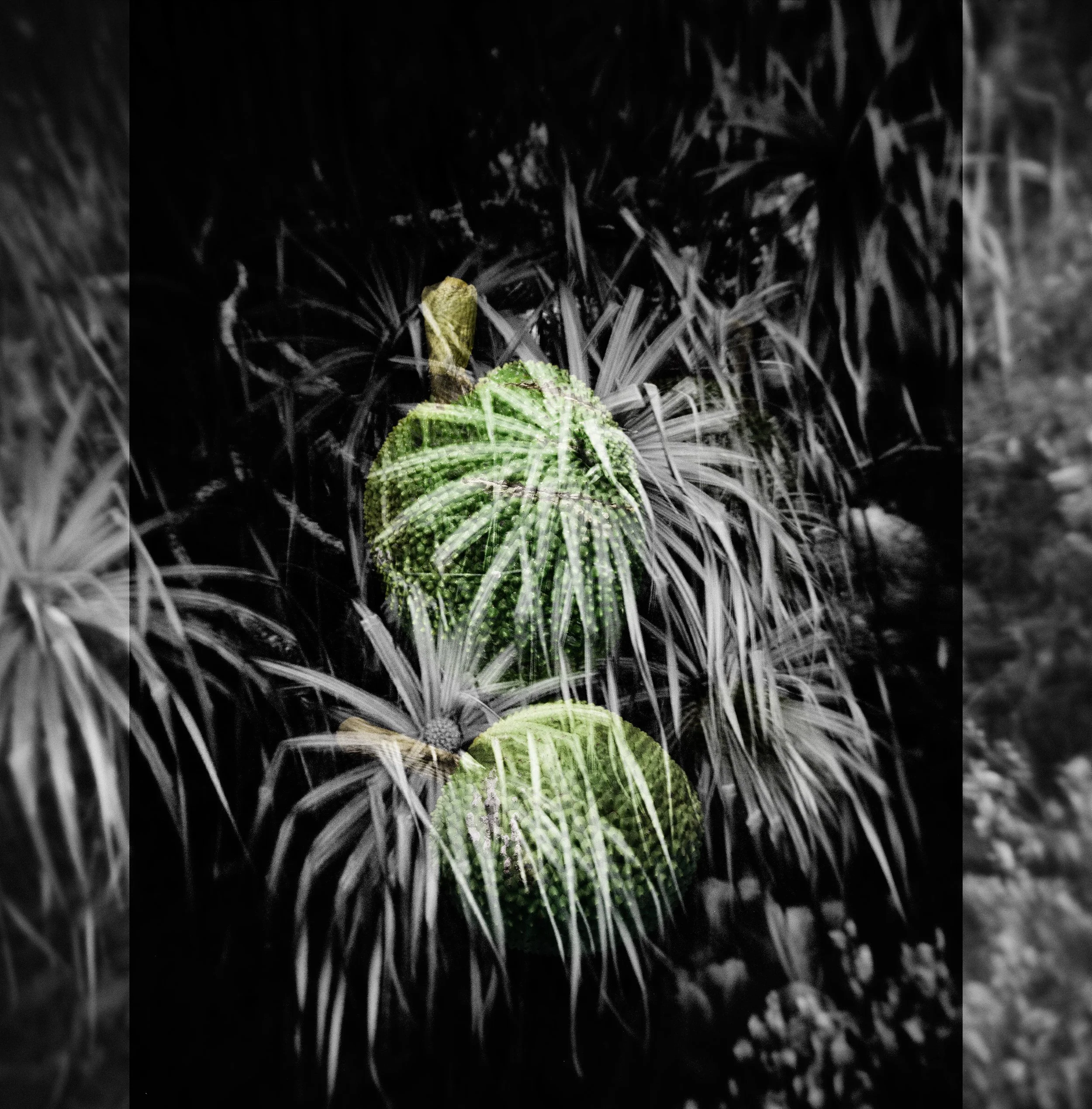 ʻUlu and Place, January 18, 2026