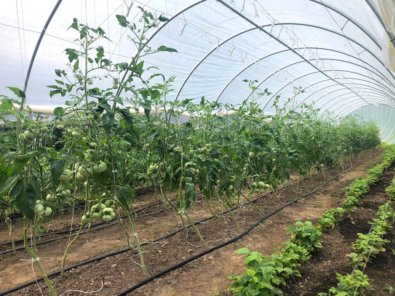 Certified Organic Farm New Jersey Farm — Closter Farm