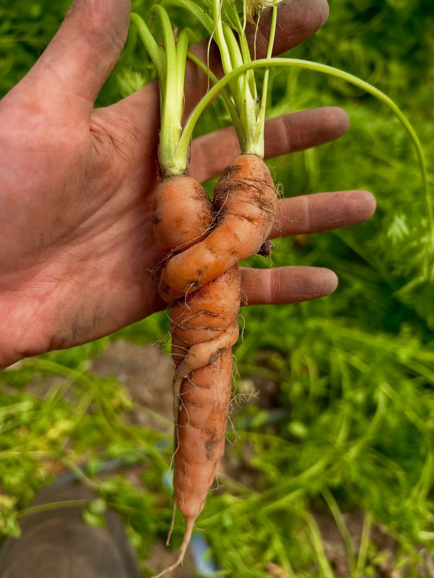 Some of the many photos our team members have taken recently. #farmtography 

#supportyourlocalfarmer #realorganic #bergencountynj #local #localfood #localfarmers #organic #closternj #tenaflynj #alpinenj #shoplocal #smallfarm #newjersey #marketfarm #