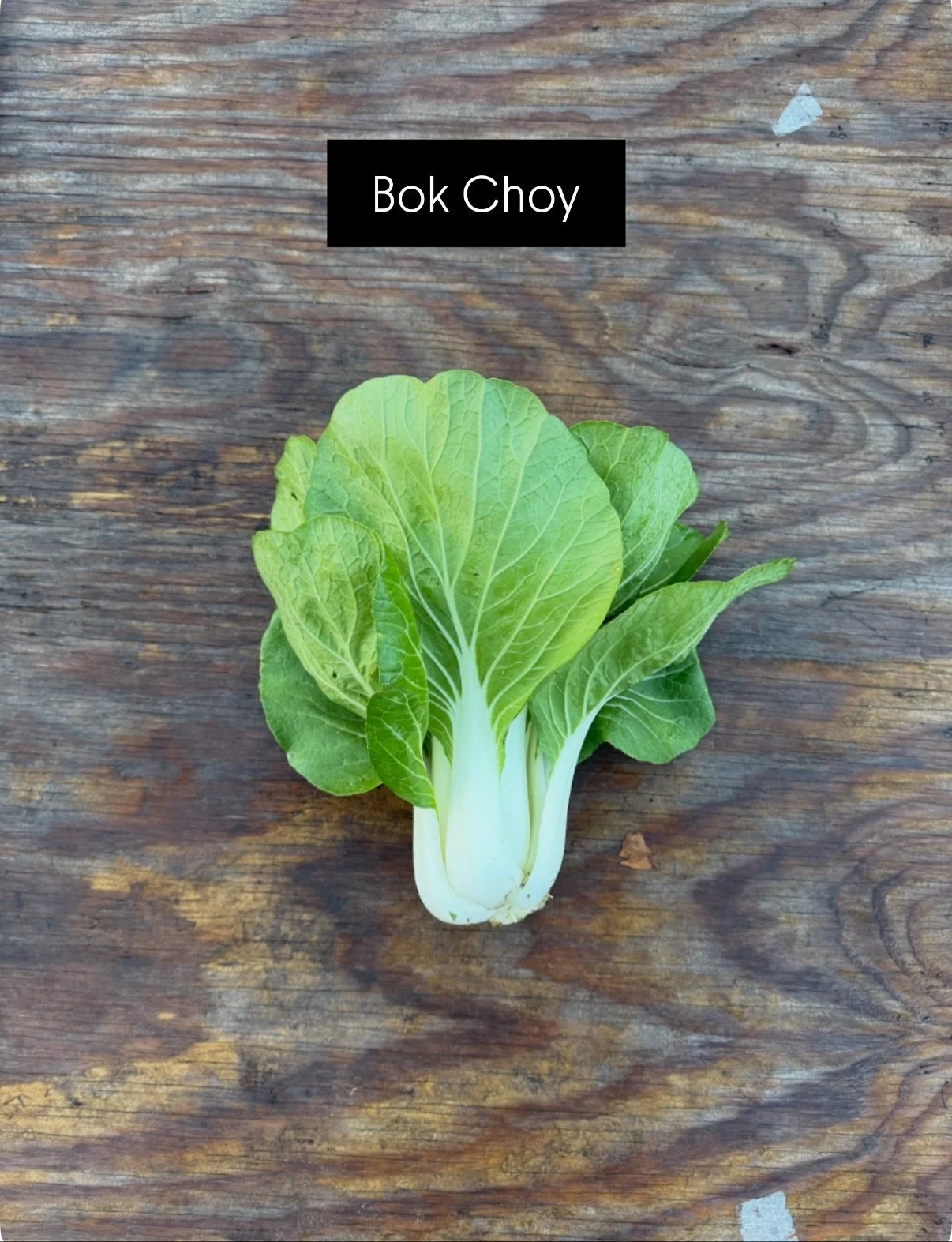 Seasonal highlight - bok choy and tatsoi! 
Bok choy (also known as pak choi) and tatsoi are both Asian leafy greens - often called “Asian heads” or “Asian brassicas.” They’re part of the Brassica family, which also incl