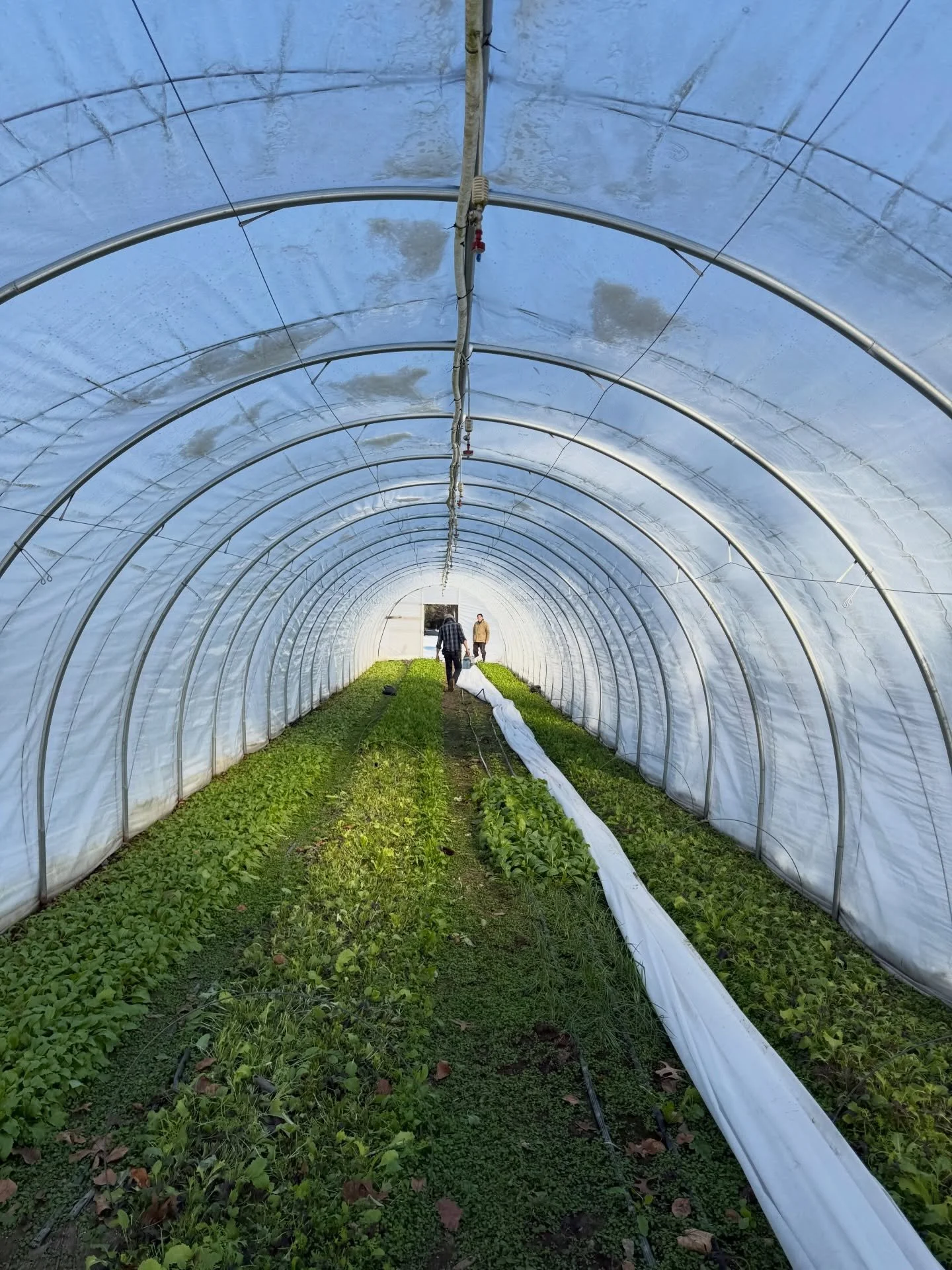 Some recent farm moments: beautiful light in one of the tunnels, Shadow being silly, AJ being silly, beautiful carrot and beet harvest, Real Organic in a nutshell, and a snowy morning on the farm.

We&rsquo;ll be closed tomorrow and then back to our 