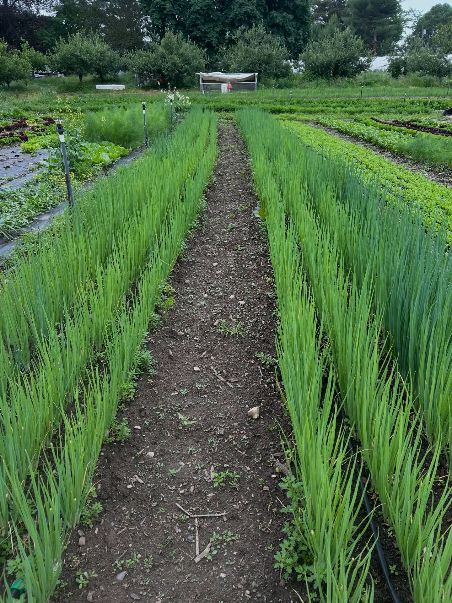 Can&rsquo;t say this is *right* around the corner, but just a little reminder that this is where we&rsquo;re headed.

#closterfarm #njfarm #regenerativefarming #farmtotable #bergencounty