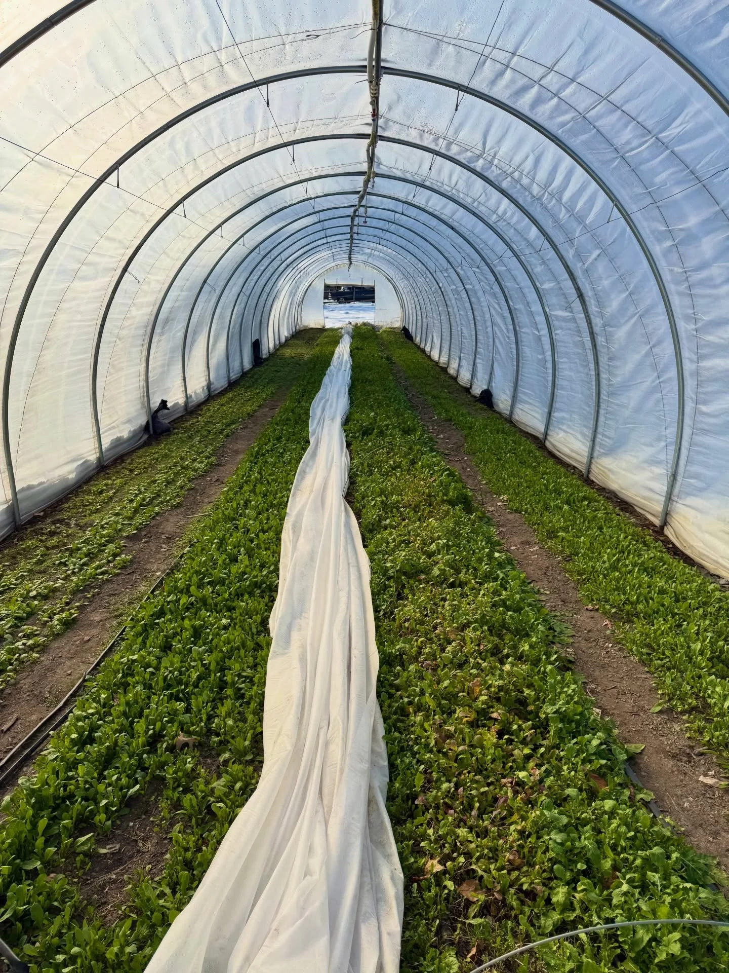 This one is called: The New Floor And Other Things.

#closterfarm #njfarm #regenerativefarming #farmtotable #bergencounty