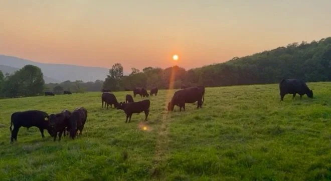 Here are a few photos of our cattle in the Catskills. The herd grazes freely on lush, rolling pastures, carefully nurtured using regenerative farming practices. Our cattle are 100% grass-fed and grass-finished, producing some of the finest, cleanest,