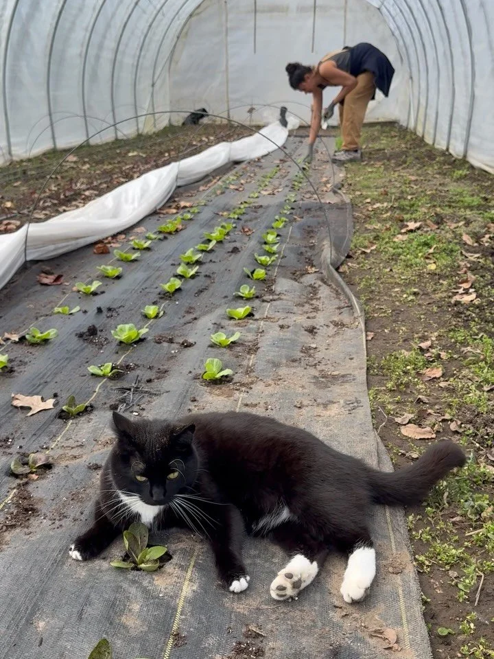 A random selection of recent farm moments. Some shed building, baby plants, dogs, cat, new products at market, feeling like spring&hellip; You know, the usual.

Fresh beef arrives tomorrow and will be available through Sunday!

#closterfarm #njfarm #