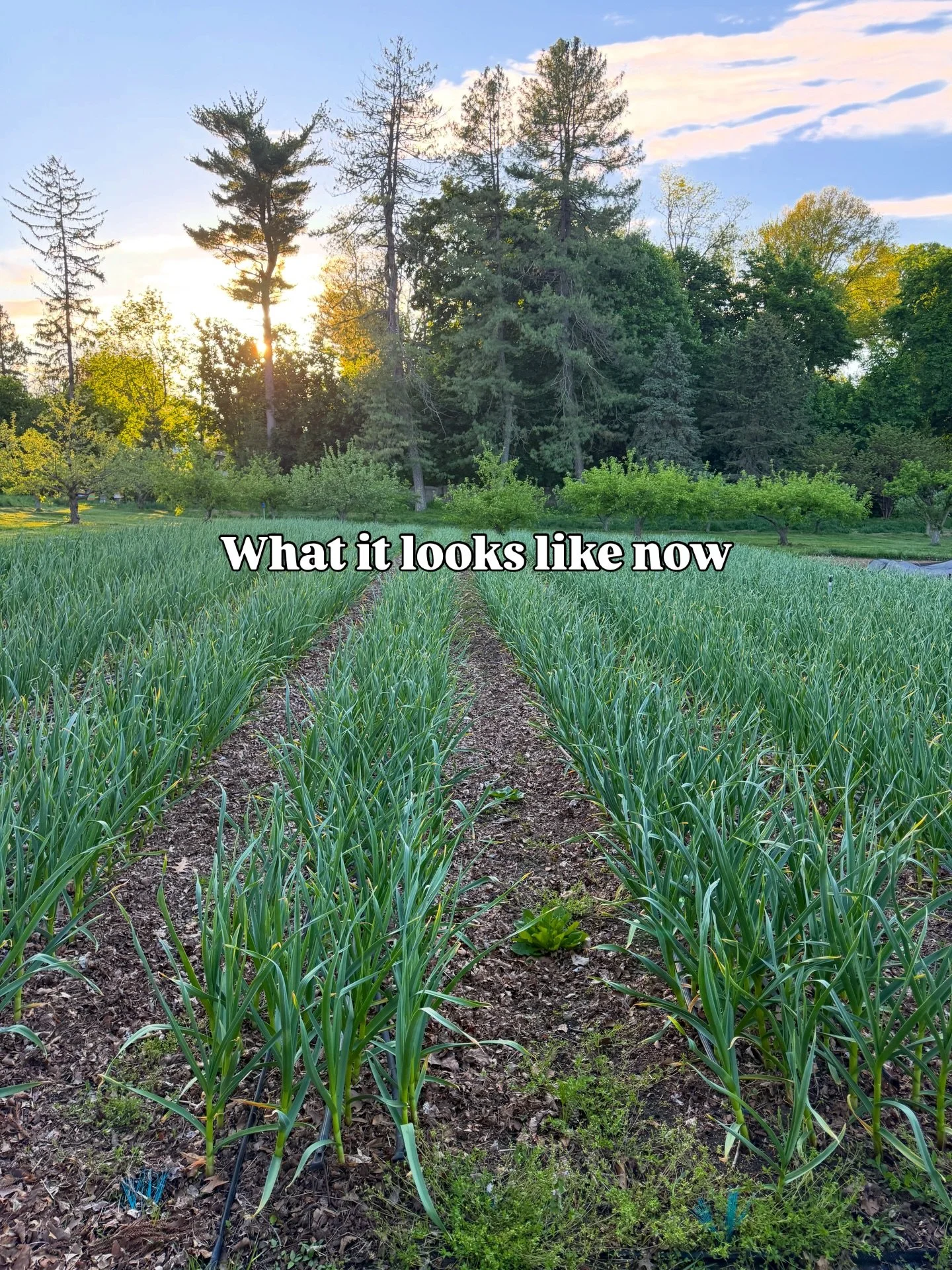 Our garlic field! Planted in November, then tucked under layers of leaves and snow through winter&hellip; and now spring garlic is here in our hands. Time flies when you&rsquo;re having fun (farming)! Garlic scapes aren&rsquo;t far behind. 

#closter