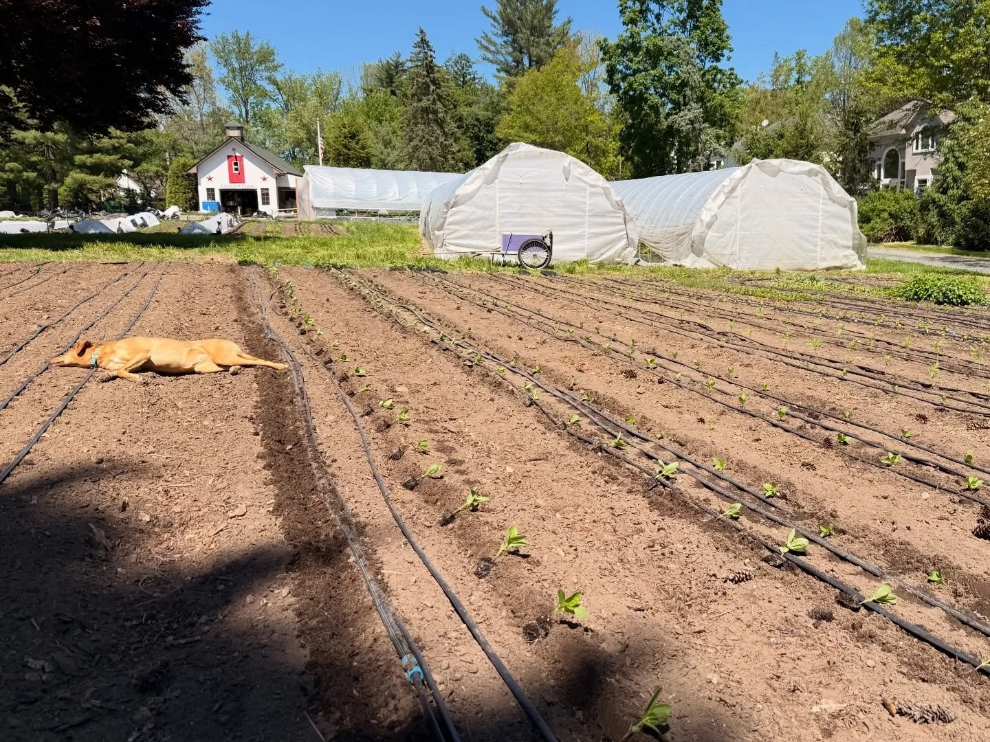 Farm security: looks offline but just on standby.

#closterfarm #njfarm #regenerativefarming #farmtotable #bergencounty