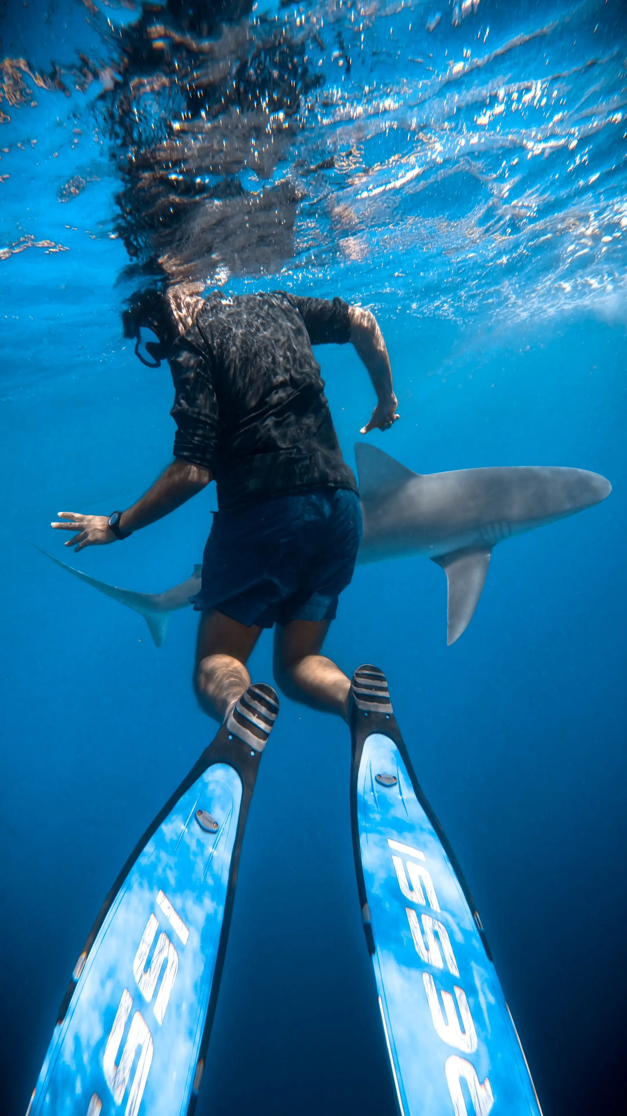 sharkie2.jpg