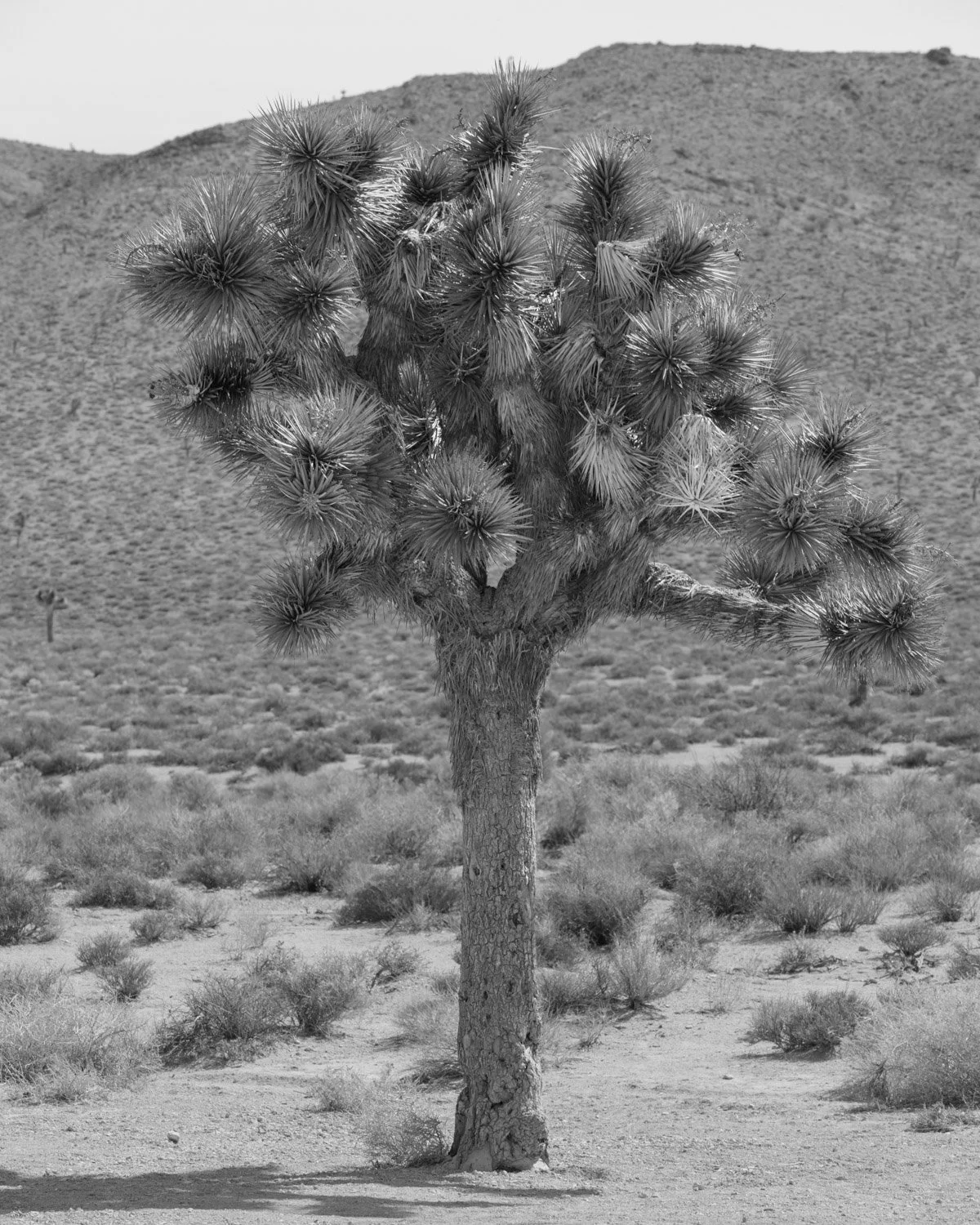 Landscape Prints-2.JPG