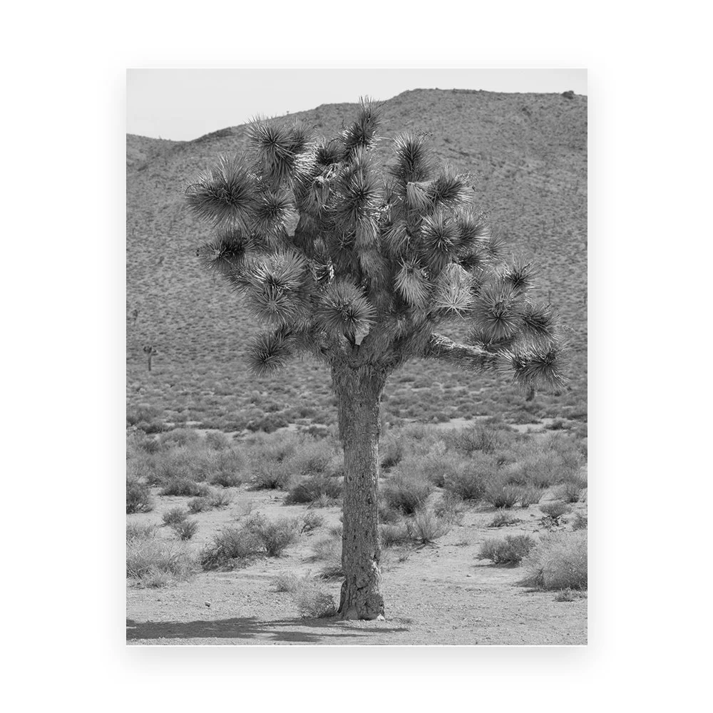 Joshua Tree