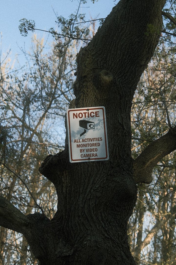 Trail Cam Suburbia.