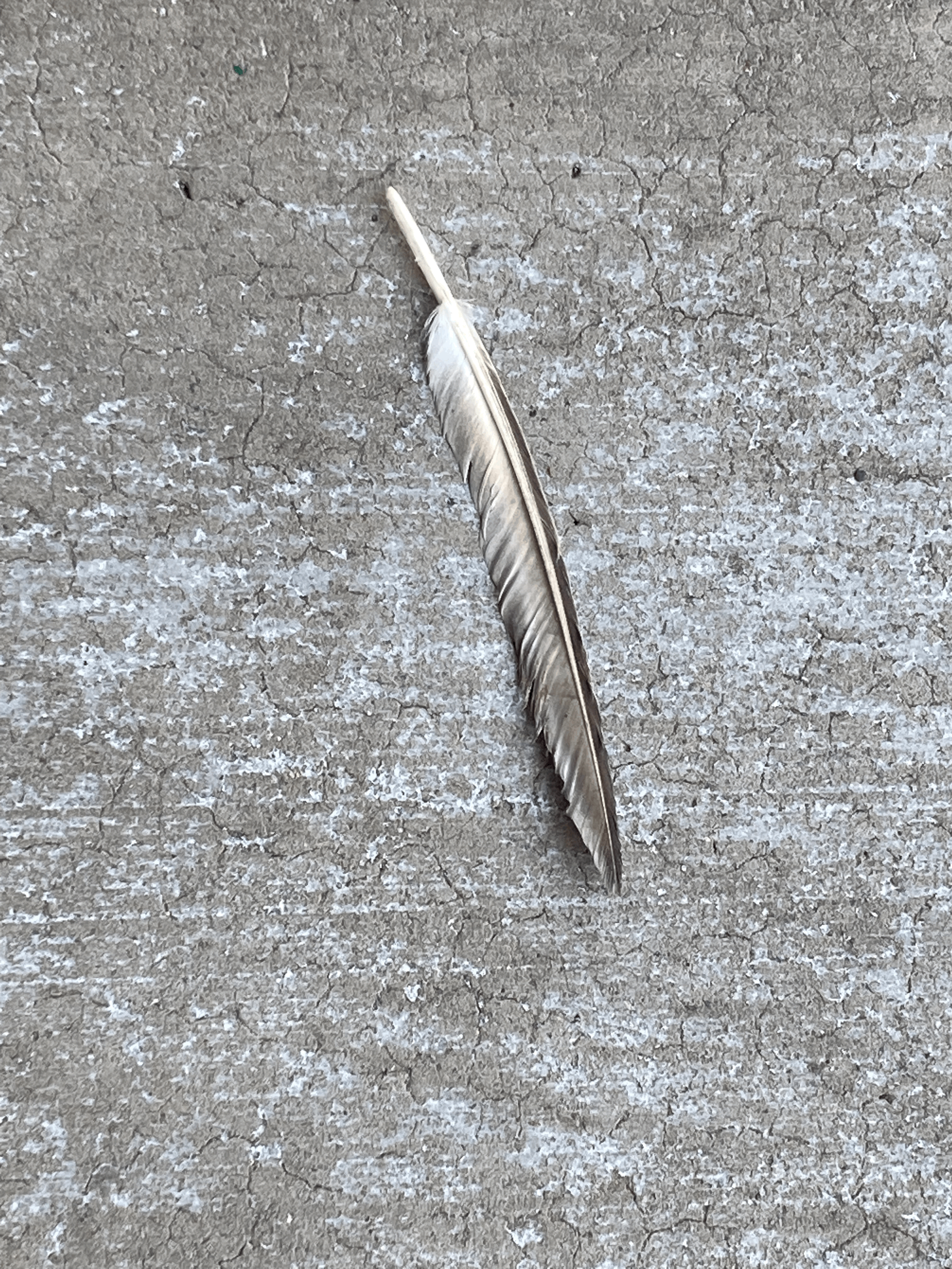 Grounded ( Limited Edition)