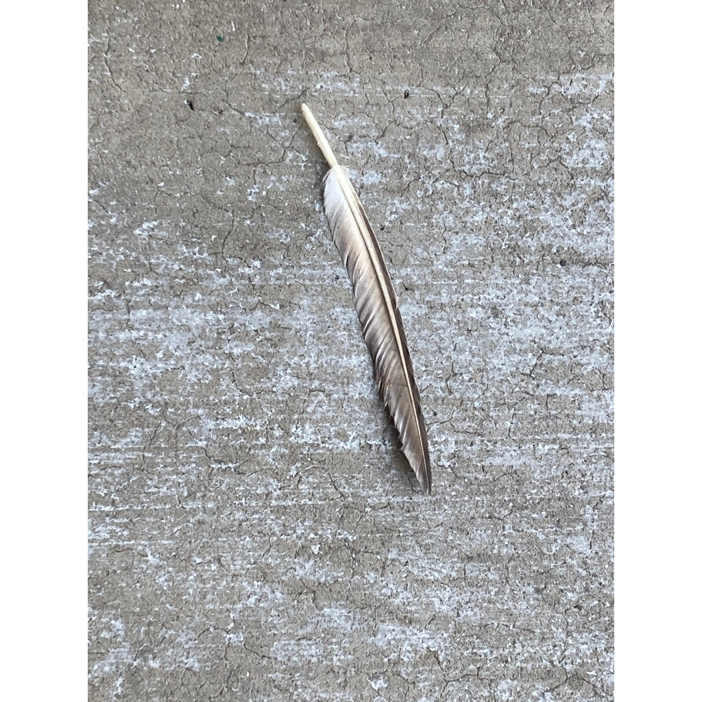 Chicago historic Bronzeville neighborhood captured early morning no violence positive and inspiring view of Chicago