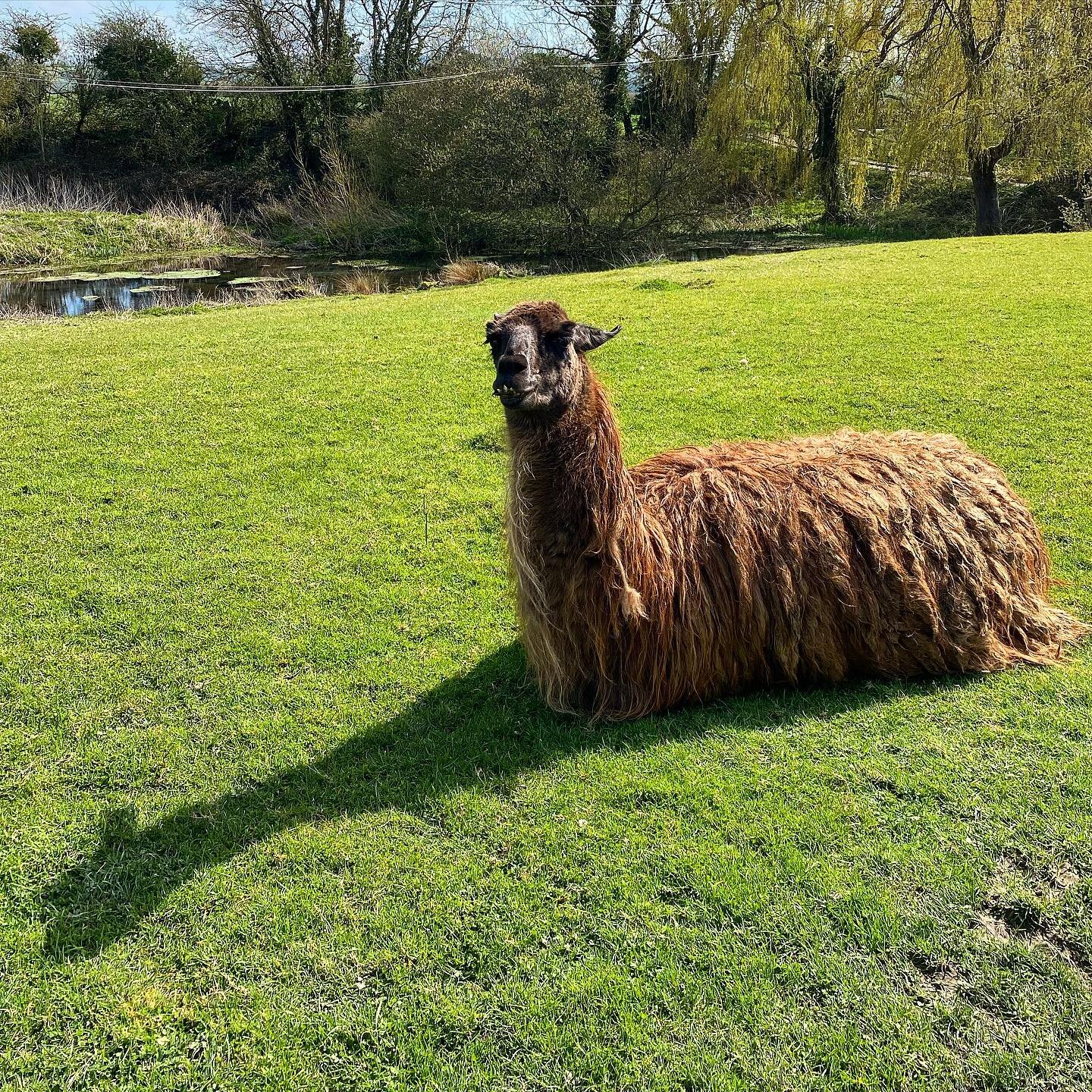 Good morning! 👋
We hope you have a good rest of your (short) week! 

This is Coco - one of our llamas! 🦙

You can spot Coco in one of the paddocks on the footpath up to the South Downs Way. Let us know if you need directions 🗺️ 

#llama #llamas #l