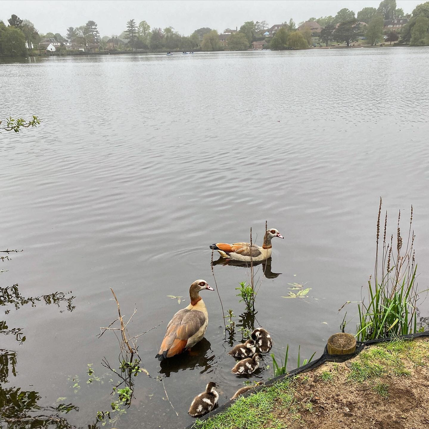 More spring babies! The first Egyptian goslings have arrived on the Heath Lake in Petersfield! 🐥

#spring #goslings #egyptiangeese #egyptiangoose #geese #heathlake #petersfield #hampshire