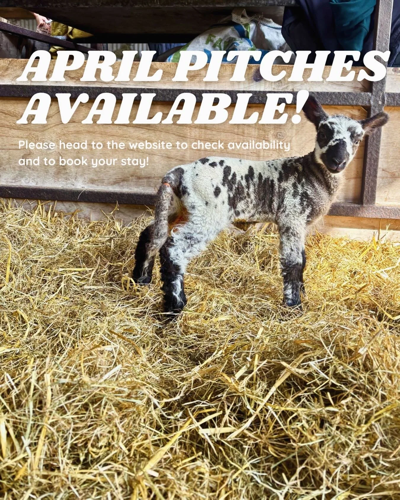 We have decided to open up some of our pitches for April 🌸🐑🏕️

Head to our website to check availability and don&rsquo;t hesitate to reach out to us if you have any questions. 

#camping #campsite #southdowns #UKCampsites #visithampshire