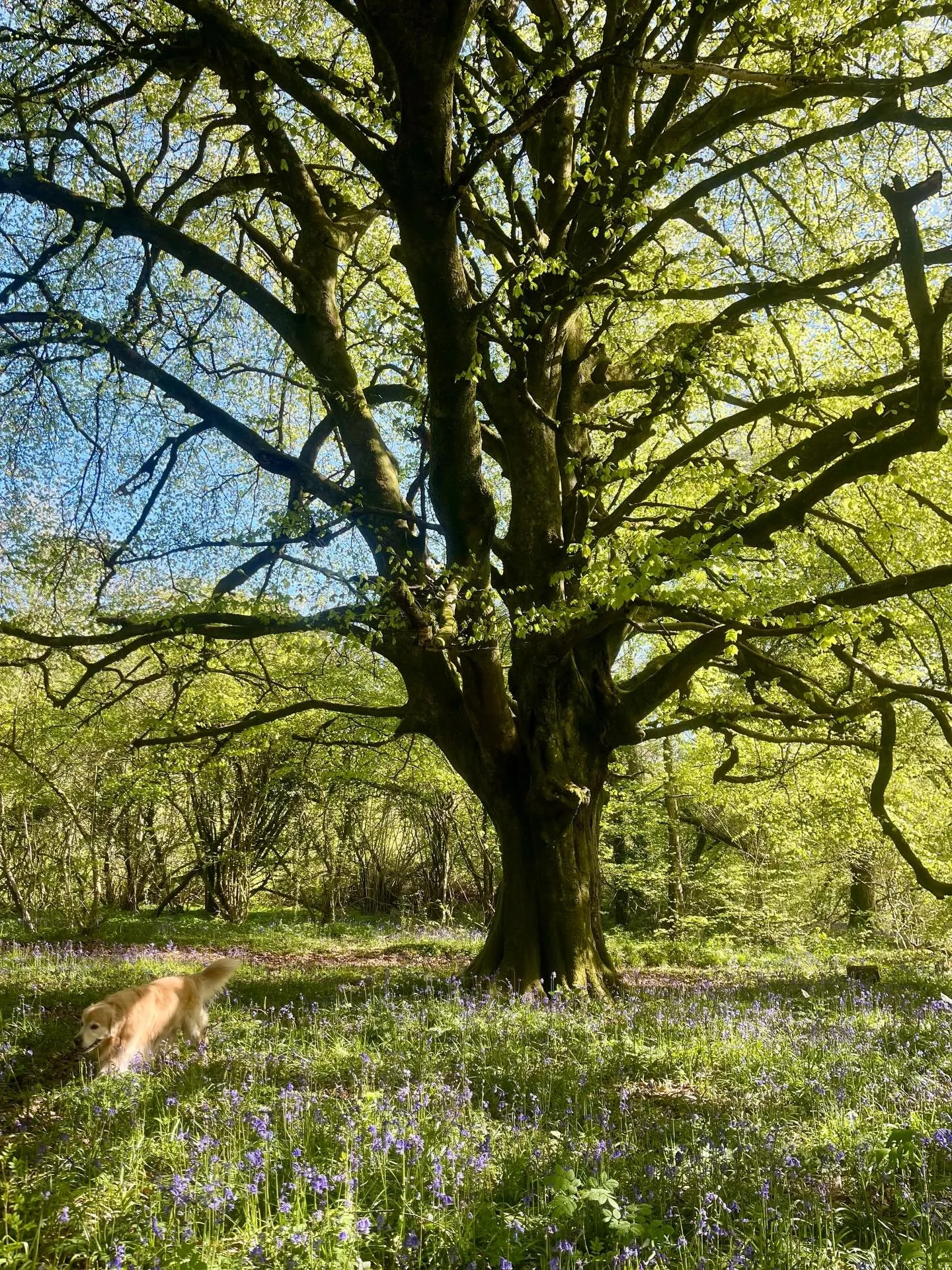 The Bluebells are STUNNING at the moment 😍 

Even Todd (our campsite dog 🐾) couldn&rsquo;t resist heading out to Little Hyden Wood to check them out &mdash; and it&rsquo;s just a short walk from Upper Parsonage Farm!

If you&rsquo;re looking for a 